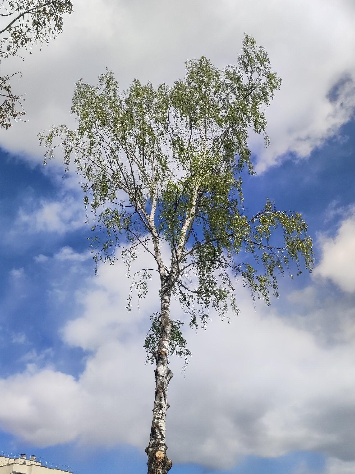 A tall birch tree with green foliage stands against a backdrop of blue sky with scattered white clouds. The tree's trunk is white with black markings, typical of birch trees. The lower part of the trunk appears to have been recently cut. The bottom left corner of the image shows a glimpse of a building with a light-colored roof, potentially indicating an urban setting. The photograph was taken in the city of Chaikovsky, Russia.