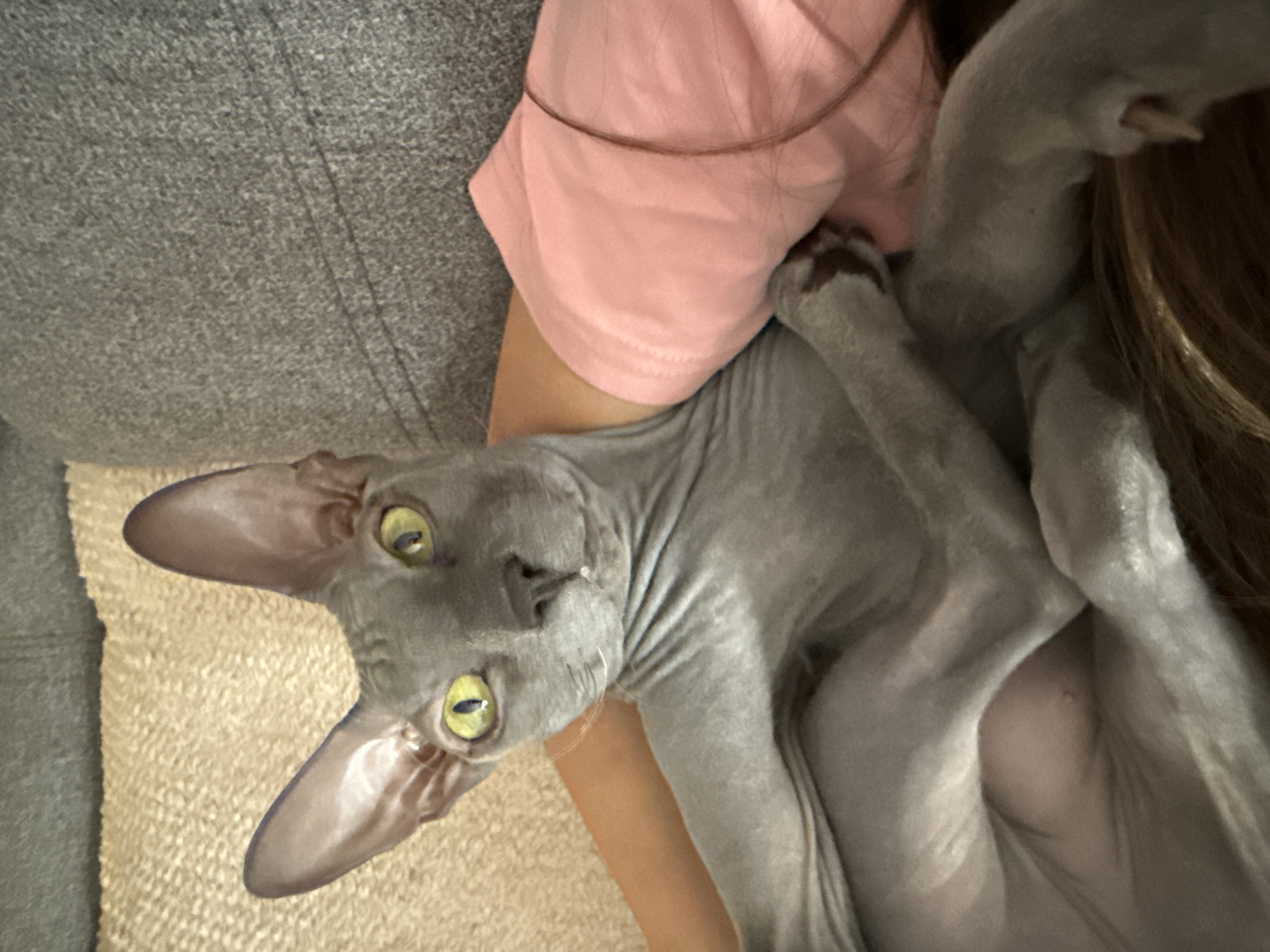 A gray hairless cat with yellow eyes is lying on its back, partially on a person wearing a pink shirt. The person is sitting on a gray couch next to a beige rug. The cat's paws are near the person's chest. The image is shot from an overhead perspective.
There is no indication this image was taken in Votkinsk, Russia.