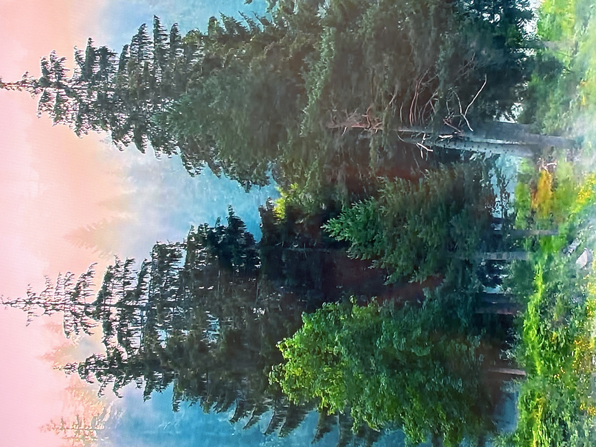 The image depicts a dense forest scene with tall evergreen trees dominating the foreground. The trees are a dark green, with some lighter green foliage visible at the lower left. In the background, several more trees are visible, appearing somewhat hazy and silhouetted against a sky that transitions from a soft pink at the top to a teal blue lower down. The overall atmosphere suggests a misty or foggy morning in a mountainous or hilly forested area. There are no people, animals, or man-made structures clearly visible in the image. The location is stated to be in Krasnokamsk, Russia, which is a city known for its industrial history and surrounding natural landscapes. The image captures a natural environment within or near this Russian city.