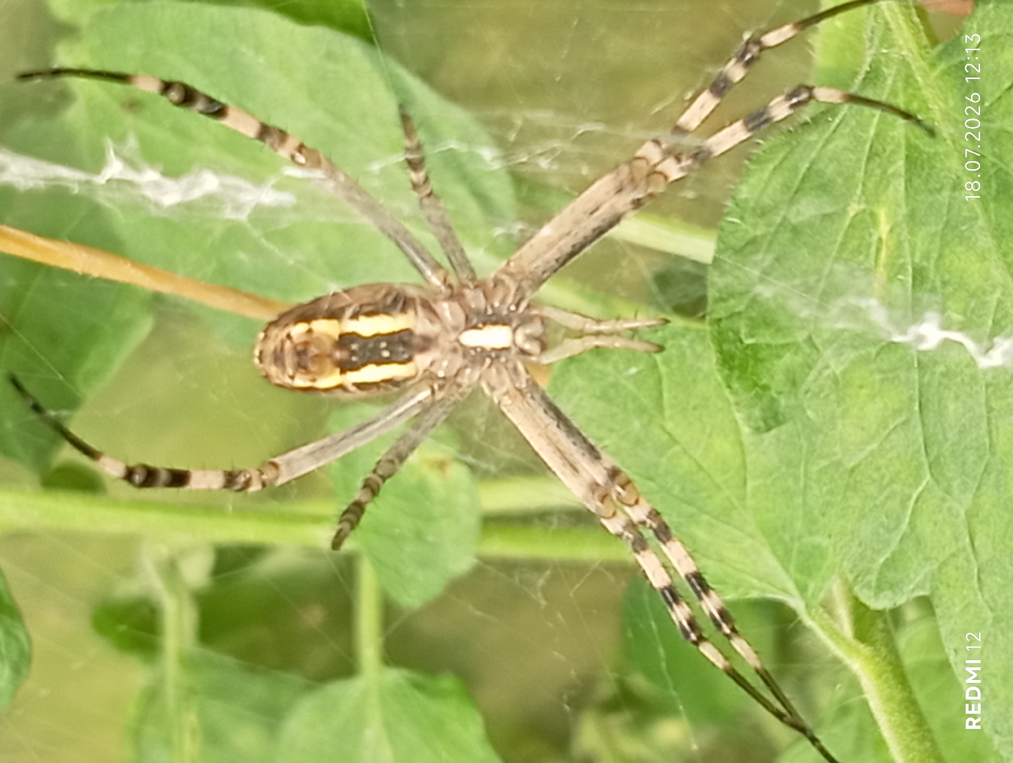 This is a close-up, top-down photograph of a garden spider, likely a species of Argiope, positioned on its web. The spider's body is light brown with distinctive yellow and black markings. It has eight legs, also banded with black and pale segments, splayed out on a green leaf background. The web, with its characteristic silk strands, is visible around the spider and some green foliage. The lighting suggests it is daytime. The lower left corner of the image contains the text "REDMI 12", and the lower right corner shows the date "18.07.2026" and time "12:13". There is no information in the image to ascertain a specific location within the city of Smila, Ukraine.