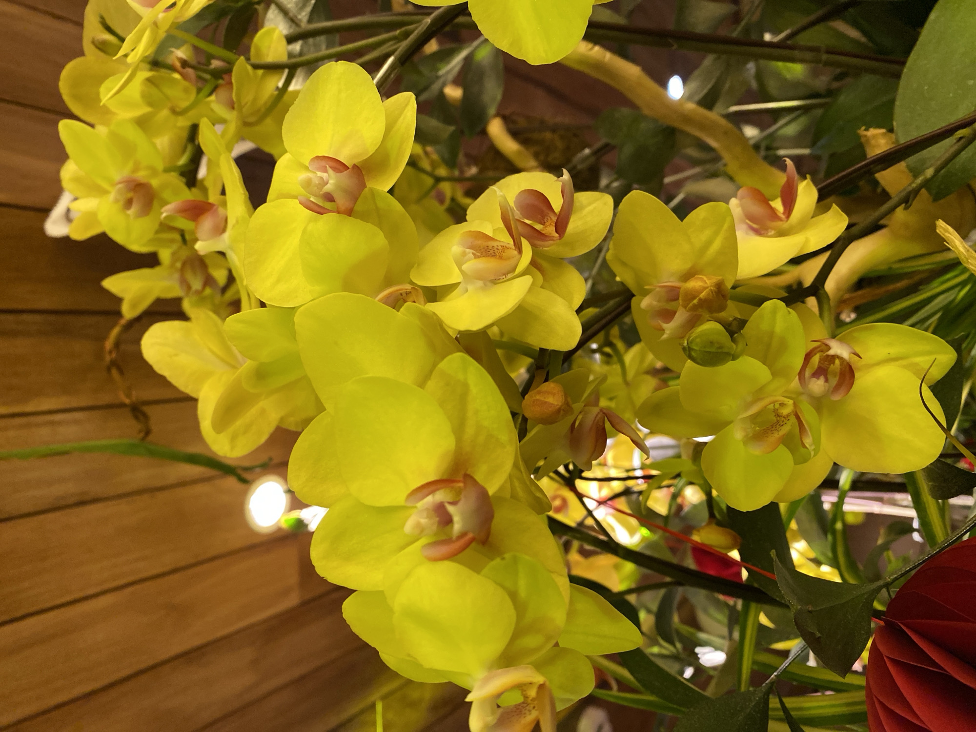 A cluster of bright yellow orchids with hints of orange and pink at their centers fills the foreground of the image. The orchids are in bloom, with delicate petals and visible stamens. Some of the flowers are in sharp focus, while others are softly blurred, creating a sense of depth. Behind the orchids, a background of warm, wooden paneling is visible, with a bright light source illuminating the scene from above. There are also hints of green foliage and other floral elements, suggesting a decorative arrangement. The lighting is warm and inviting, casting a gentle glow on the flowers. The image appears to be a close-up shot of an indoor floral display, possibly in a shop or a home. There is no indication of the specific location in Đà Nẵng, Vietnam, as there are no landmarks or contextual clues to suggest it.