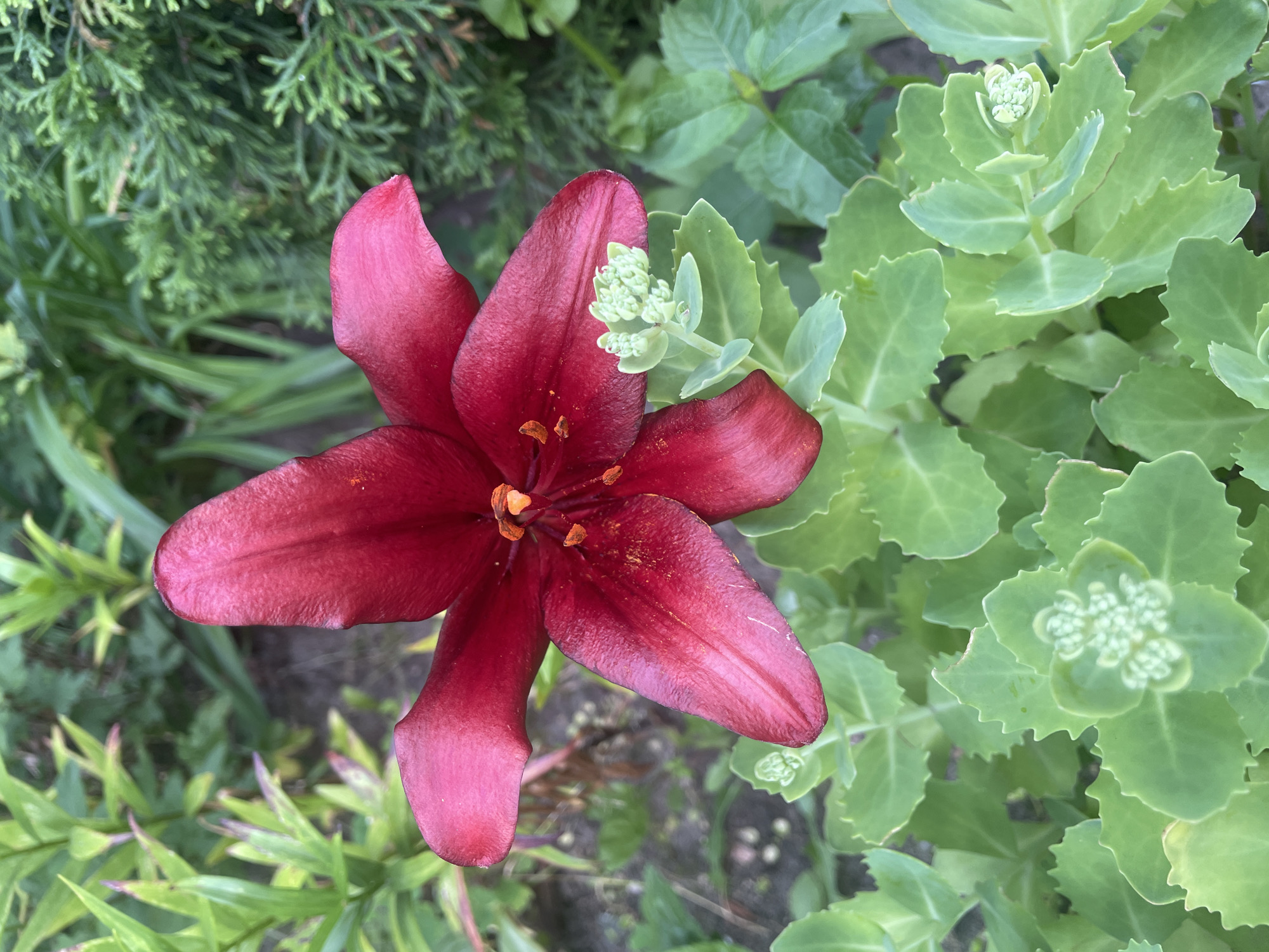 A close-up, top-down shot captures a deep red lily in full bloom, its petals slightly curled and showing a velvety texture. The stamen in the center of the flower are a vibrant orange. Below the lily, a bed of sedum plants displays their thick, fleshy green leaves, some of which have small, pale green flower buds forming. In the background, out-of-focus greenery suggests a garden setting, with some darker evergreen foliage visible to the right. The image is taken outdoors, likely in a residential garden in Brest, Belarus, given the typical flora and landscaping. There are no people or discernible human activity present. The lighting appears natural, indicating it was taken during daylight hours.