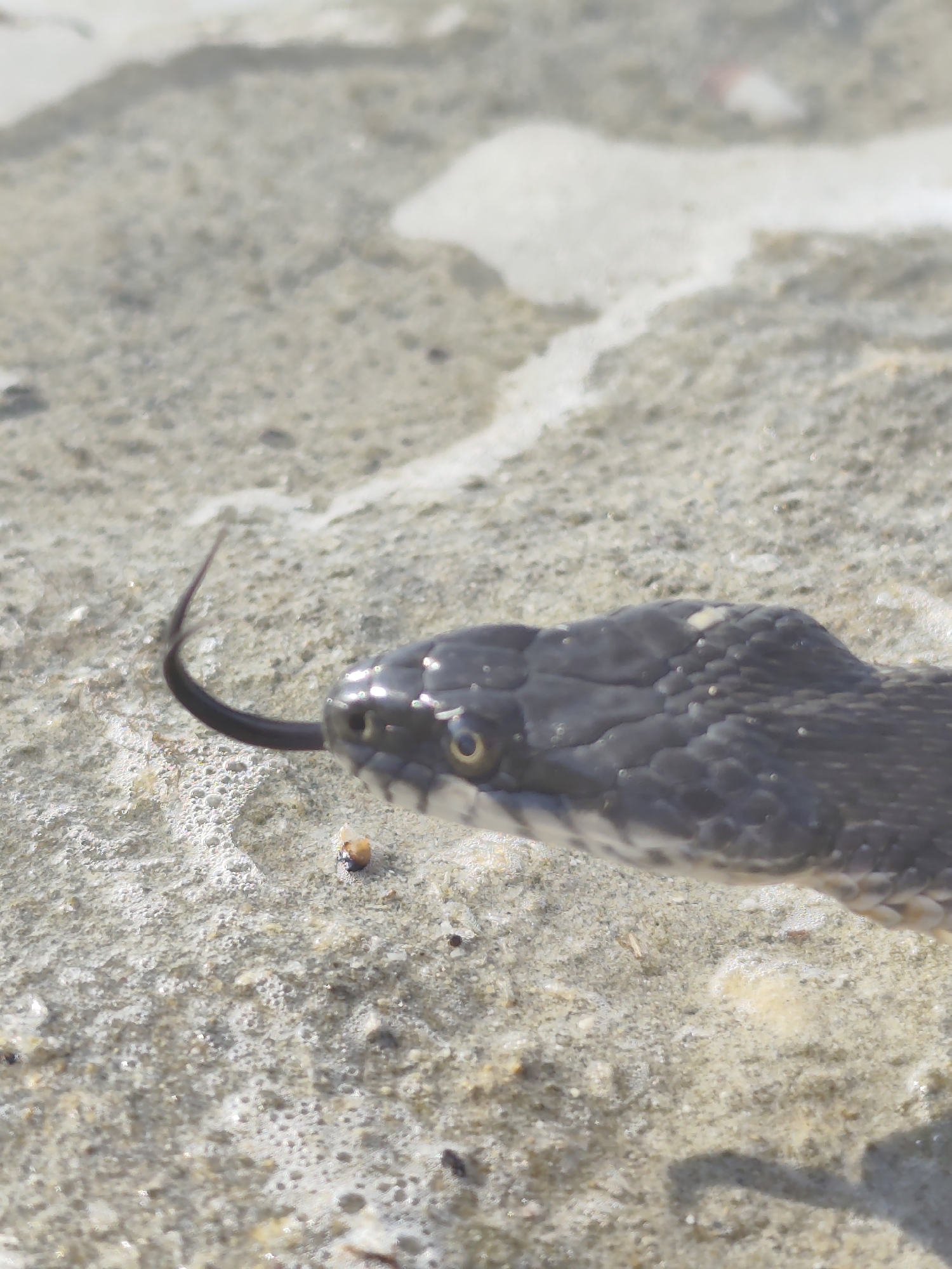A close-up, eye-level shot shows the head of a dark-scaled snake with its forked tongue flicking out. The snake is positioned on a sandy, wet surface that appears to be near a body of water, possibly the Caspian Sea or a riverbed within or near Saiyn, Kazakhstan. The texture of the ground is granular and interspersed with small pebbles and patches of foam. The lighting suggests it is daytime, with sunlight creating subtle highlights on the snake's scales and casting a shadow on the ground. No people or other animals are visible.