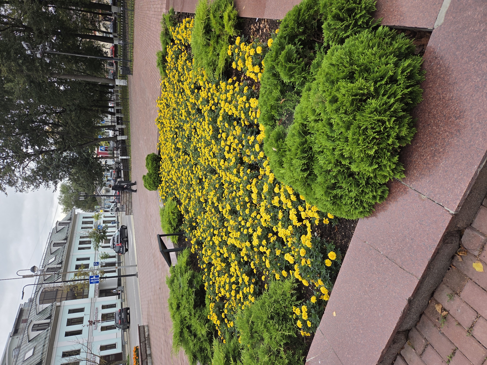 The image depicts a street scene in Zvenigorod, Russia, featuring a flower bed filled with numerous yellow marigolds and bordered by green evergreen shrubs. The flower bed is situated on a paved area, likely a public square or walkway, with a reddish-brown stone border. In the background, a light blue building with mansard roofs and dark windows lines the street. Cars are parked along the street, and a few pedestrians are visible walking. A street lamp with multiple lights stands near the building. The sky is overcast, suggesting a cloudy day.
