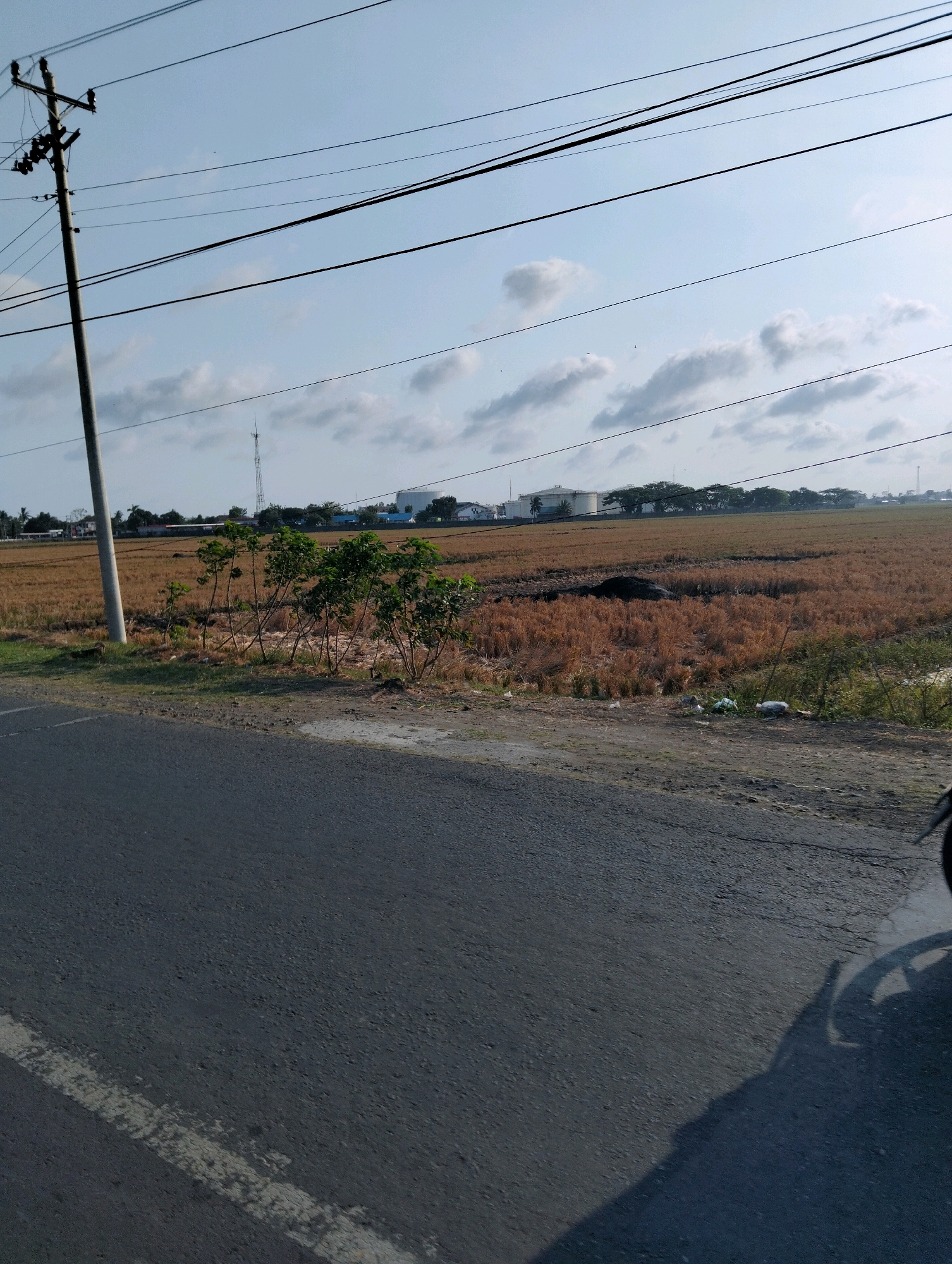 A landscape photograph taken from the side of a road shows a rural scene in Maos, Indonesia, under a clear blue sky with scattered clouds. A utility pole with multiple wires extends vertically on the left side of the frame. Beyond the road and a grassy verge, a vast expanse of dry, golden-brown fields, likely harvested rice paddies, stretches into the distance. A small cluster of young trees with green foliage stands in the middle ground, creating a contrast with the surrounding dry vegetation. In the far distance, industrial structures including white tanks and a tall antenna tower are visible, suggesting proximity to an industrial area. The foreground is dominated by the asphalt road, with a faint white line marking its edge. A shadow of a vehicle, likely a motorcycle, is cast across the road in the lower right portion of the image. A small, dark-colored dog is visible on the grass verge to the left of the utility pole. There are no people visible in the image.