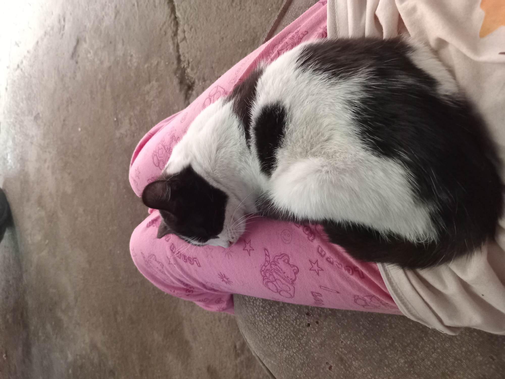 A black and white cat is sleeping on the lap of a person wearing pink pajama bottoms with a pattern of stars and cartoon animals. The cat is curled up on the person's legs. The background is a concrete surface. The image was taken in Claket, Indonesia.