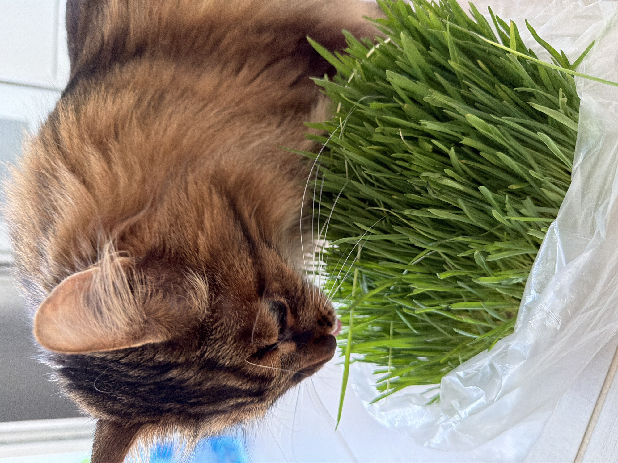 A domestic cat with tabby markings and reddish-brown fur is shown in the foreground, its head lowered as it eats from a pot of green grass. The cat's tongue is visible, extended towards the grass. The grass is lush and appears to be growing in a plastic bag. The background is blurred, showing what appears to be a light-colored wall and a hint of blue on the left side. The scene is indoors, likely in a residential setting within the city of Kyiv, Ukraine. The lighting is natural, suggesting daylight.