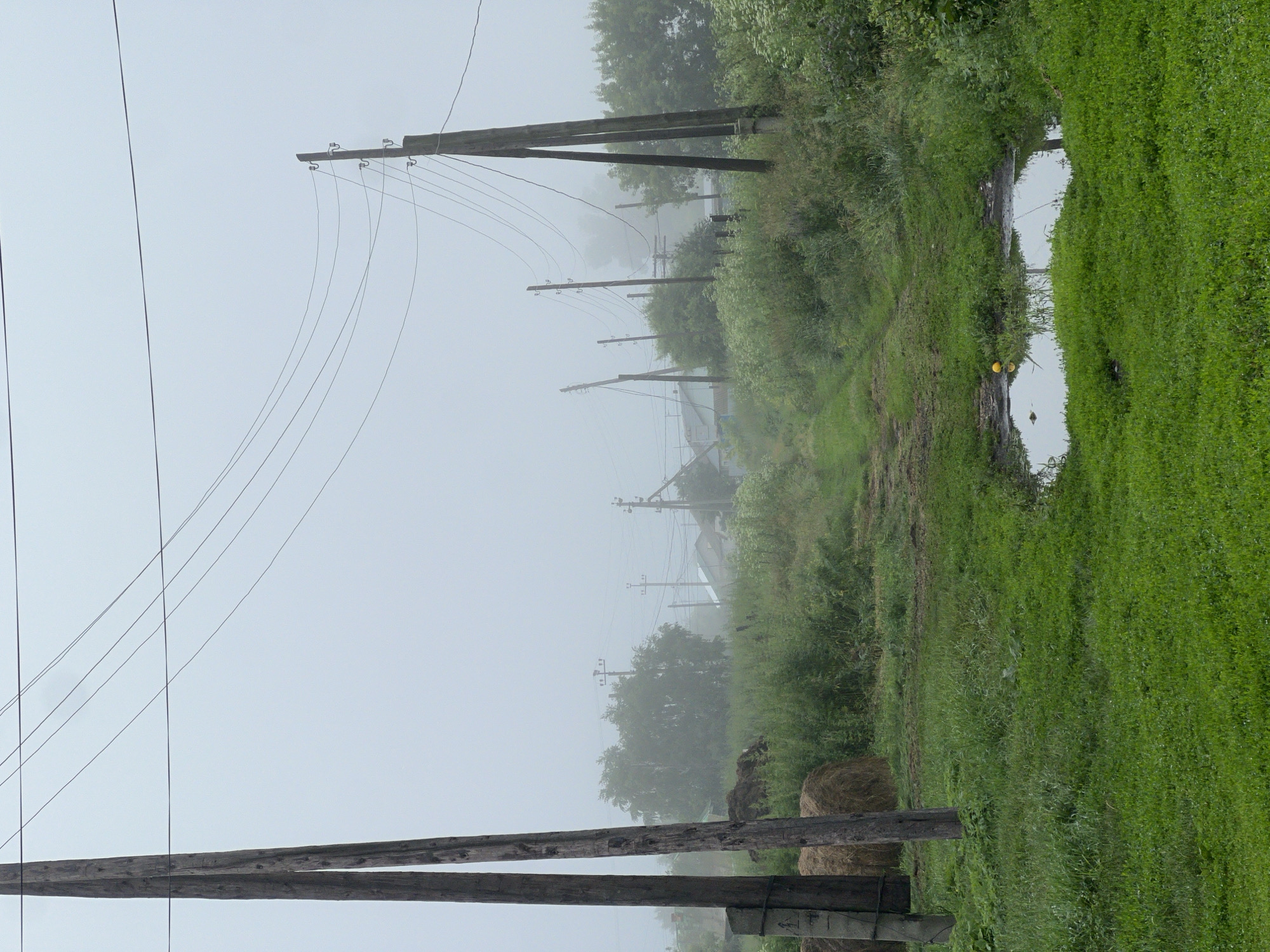 The image depicts a rural scene in Pivkino, Russia, on a foggy day. In the foreground, a wet grassy area features a puddle with a yellow object, possibly a ball, floating in it. To the left, two large wooden utility poles stand vertically. Behind these poles, a round bale of hay is visible. A dirt path, bordered by lush green grass and vegetation, leads into the distance. Further back, more wooden utility poles with wires stretch across the frame. Scattered houses with light-colored roofs are partially obscured by the fog. The background is dominated by dense greenery and trees, also softened by the mist, creating a sense of depth and atmosphere. The overall impression is one of quiet, damp rural life under an overcast sky.