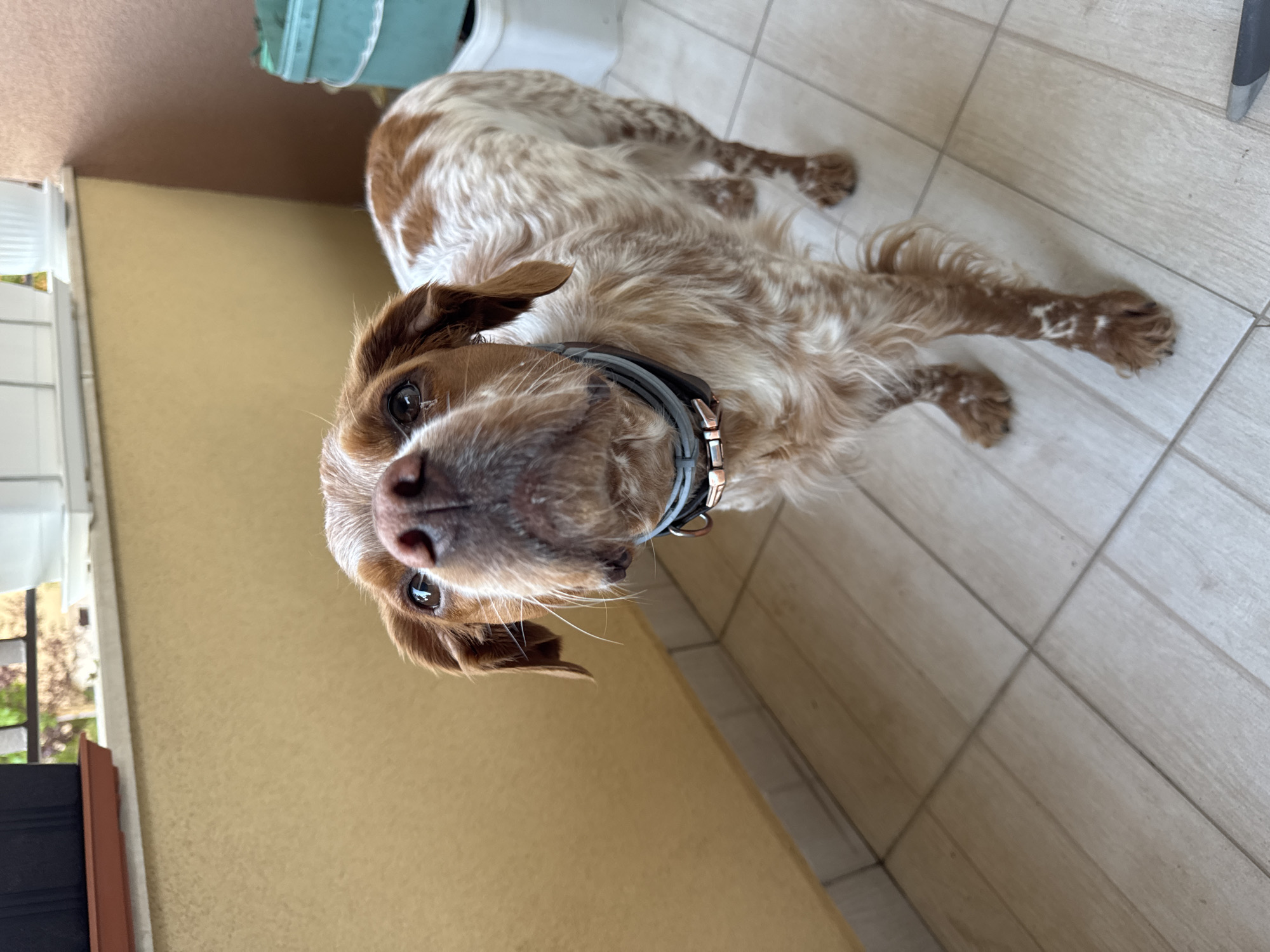 A medium-sized, brown-and-white dog with floppy ears and a gray collar is looking up at the camera. It is on a tiled floor near a yellowish wall. The location is indoors. The dog is the main subject. A glimpse of a green plastic bin and a balcony are visible in the background. There are no people visible. The photo appears to be taken on a balcony in a residential building. The city is unknown and cannot be inferred from the image.
