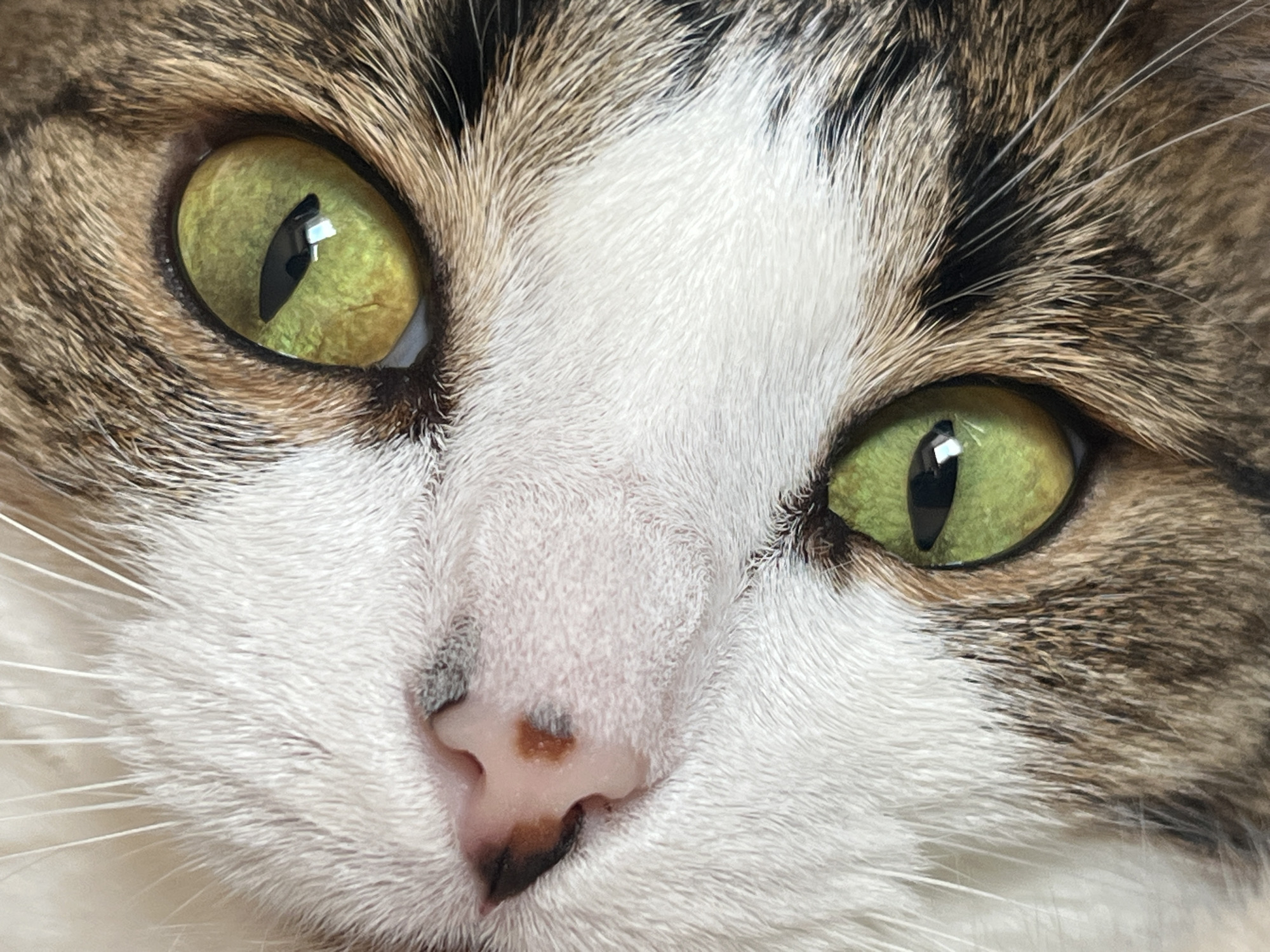 The image is a close-up, eye-level photograph of a cat's face. The cat has striking green eyes with black pupils. Its fur is a mix of white and brown tabby patterns. The whiskers are long and white. The cat's nose is pink with some dark brown markings. The photograph appears to have been taken indoors, with soft lighting, likely in Moscow, Russia, given the context. No specific activity is occurring, as the cat is stationary and looking directly at the camera, conveying a sense of calm or mild curiosity. The focus is sharp on the cat's eyes and face, with the background softly blurred.