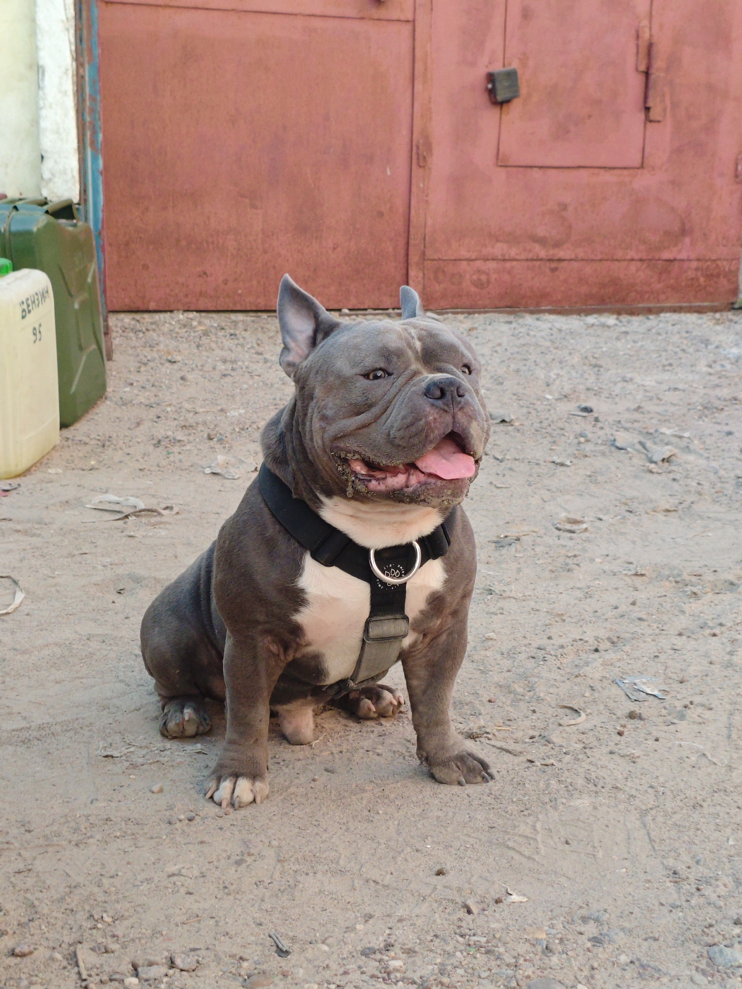 An American Bully dog sits on a dirt ground in front of a rusty red garage door. The dog has a gray coat with white markings on its chest and paws. It is wearing a black harness with a metal ring. The dog's mouth is open, and its tongue is sticking out. There are two green jerrycans and a white plastic container with Russian text on them to the left of the dog. The ground is covered in dirt and small pebbles. The background is a blurred garage door.
