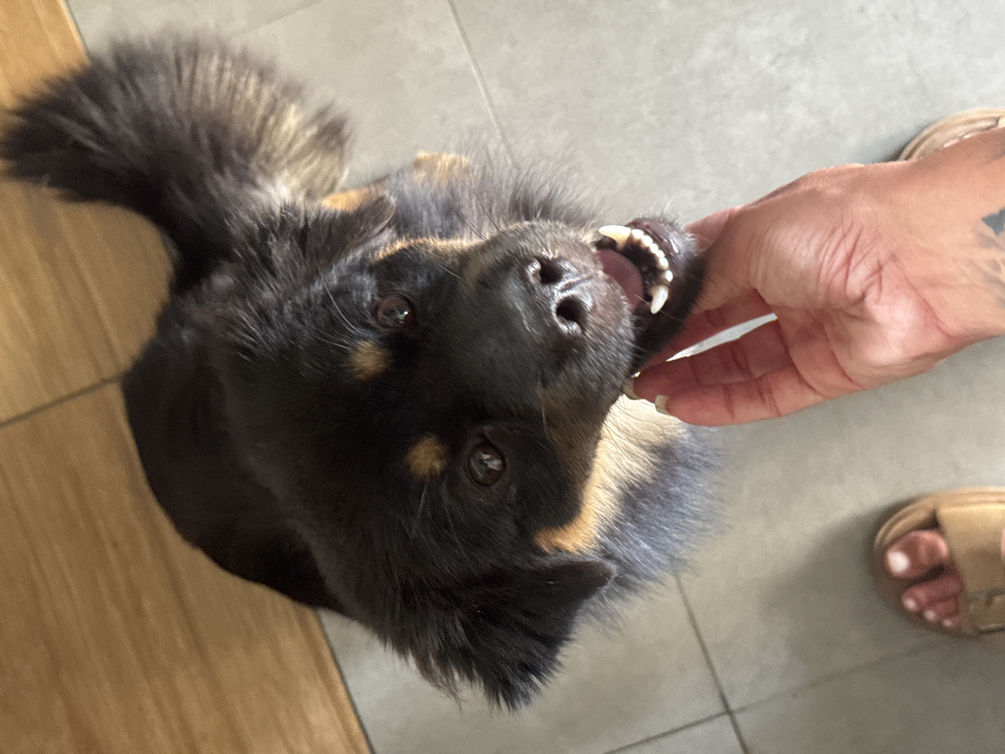 A medium-sized, black and brown, fluffy dog is on a tiled floor in North Kuta, Indonesia. The dog is lying on its back, tilting its head toward the camera. A human hand is near the dog's mouth, which is slightly open, revealing teeth. A woman's foot with tan sandal is visible. The floor is tiled with gray and wood-patterned tiles.