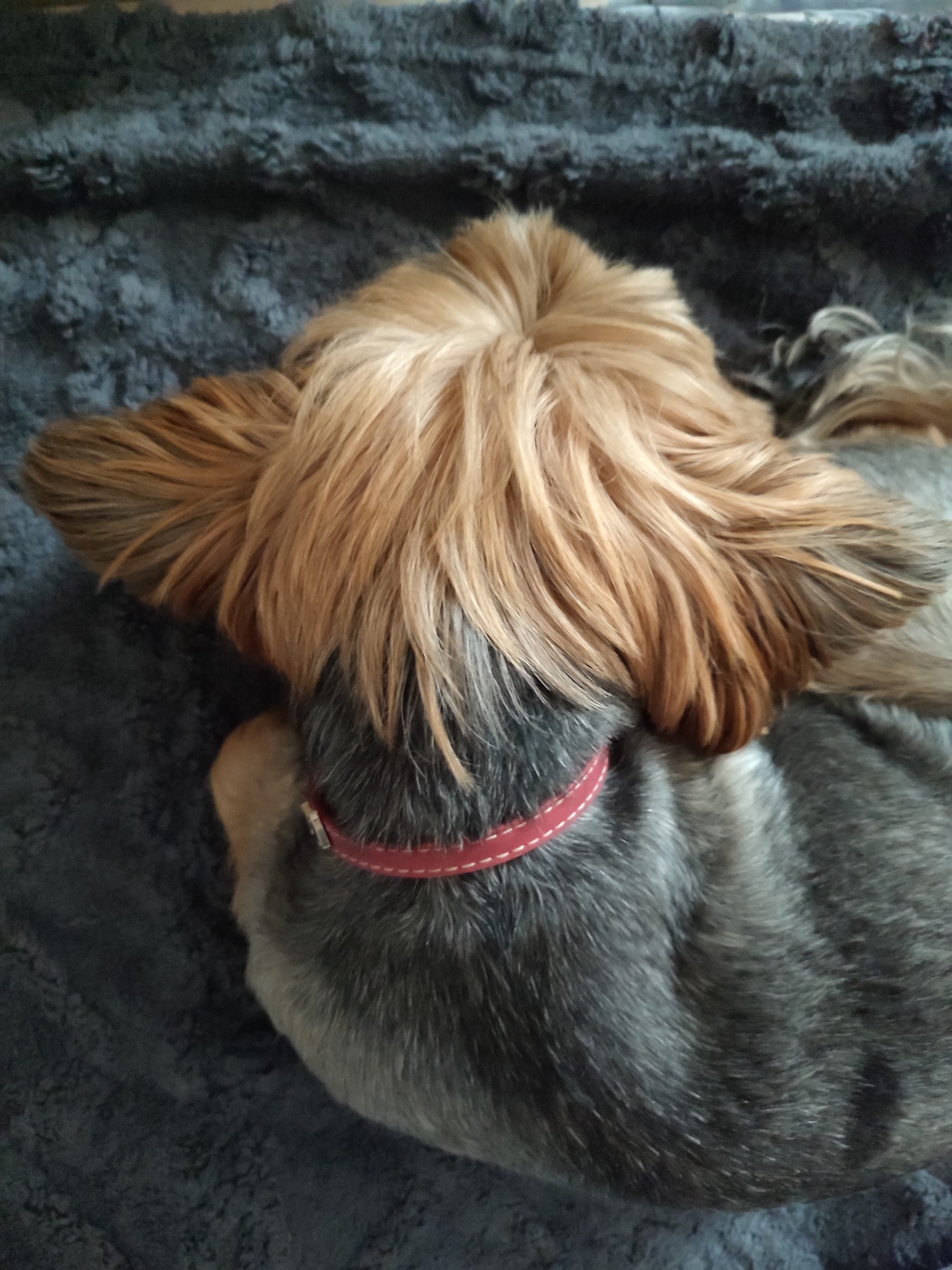 A close-up, overhead shot shows the back of two dogs lying on a dark gray, fuzzy blanket. The dog in the foreground has light brown fur on its head and ears, while its body is covered in gray and black fur. It wears a red collar with white stitching. The dog in the background is mostly obscured by the first dog, but its gray and black fur is visible. The scene is devoid of human presence and is likely taking place indoors, as suggested by the blanket. The image does not provide any information about the specific location within Варнянскі сельскі Савет, Belarus.
