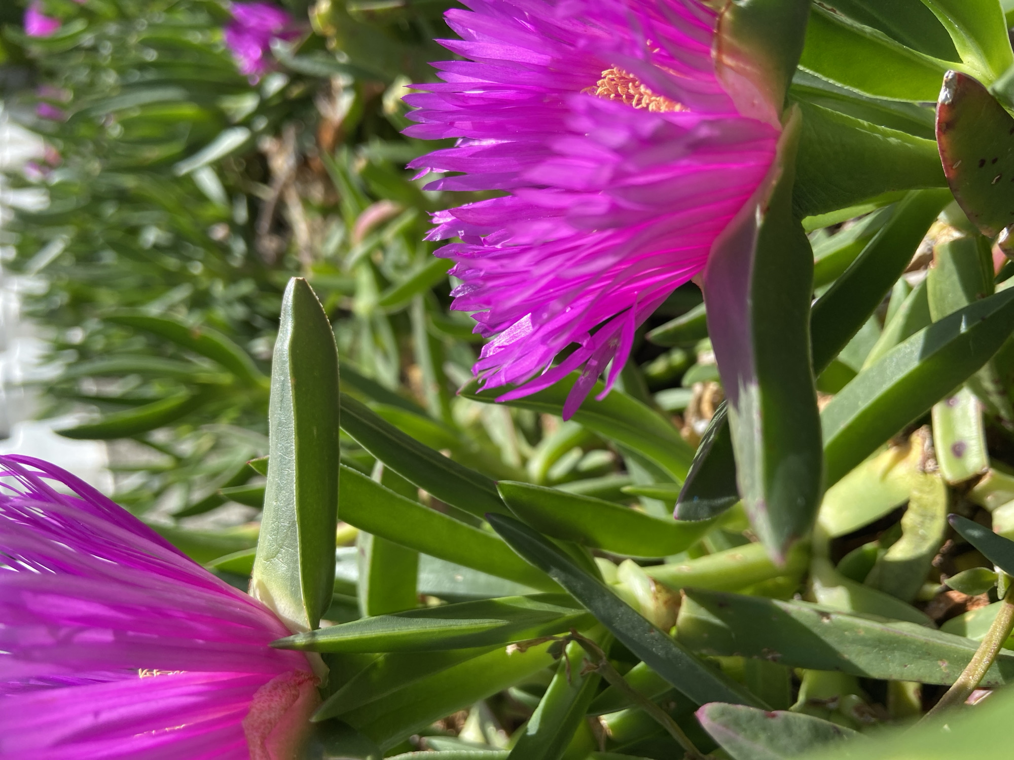 A close-up shot displays a patch of succulent ground cover with magenta flowers, likely ice plants. The leaves are thick, oblong, and green, with some leaves exhibiting purplish edges. The flowers are radial and feature numerous thin, pointed petals. The background is a blur of more leaves and stems. The photo appears to have been taken in natural daylight conditions. While the image's location cannot be determined as Budva, Montenegro, the plants are common in Mediterranean climates.