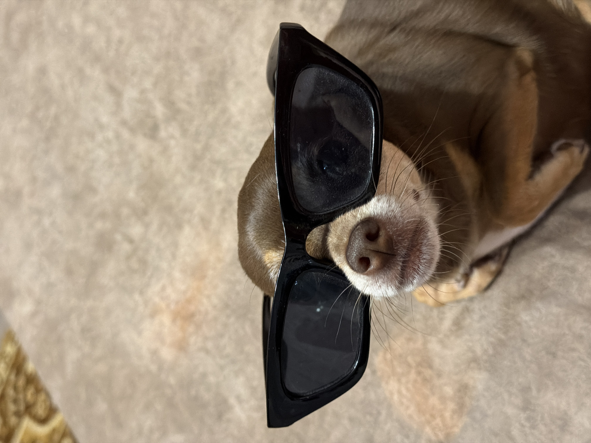 An upward-facing, close-up shot shows a small, brown chihuahua wearing black, oversized, angular sunglasses indoors. The dog's nose and mouth are visible below the glasses, with its white muzzle and whiskers contrasting with its brown fur. The dog is lying down on a light brown, textured surface, possibly a carpet or blanket, which has subtle variations in color and pattern. A hint of a darker, patterned material is visible in the top left corner of the frame. The lighting appears to be from above, casting soft shadows.