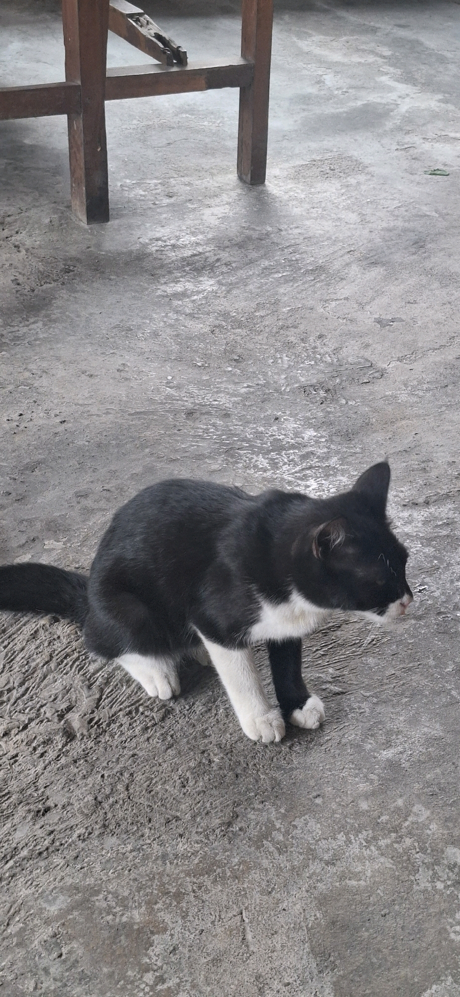 In the city of Pabelan, Indonesia, a black and white cat is crouched on a textured concrete floor. The cat's front paws are on the ground, and its hindquarters are slightly raised, giving the impression that it is either about to stand or is in the process of grooming. Its tail is extended behind it, and its head is turned to the right, with its ears perked. The background features the lower portion of a wooden structure, possibly a table or chair, with visible legs and crossbeams. The concrete surface exhibits variations in tone and texture, indicating outdoor exposure.