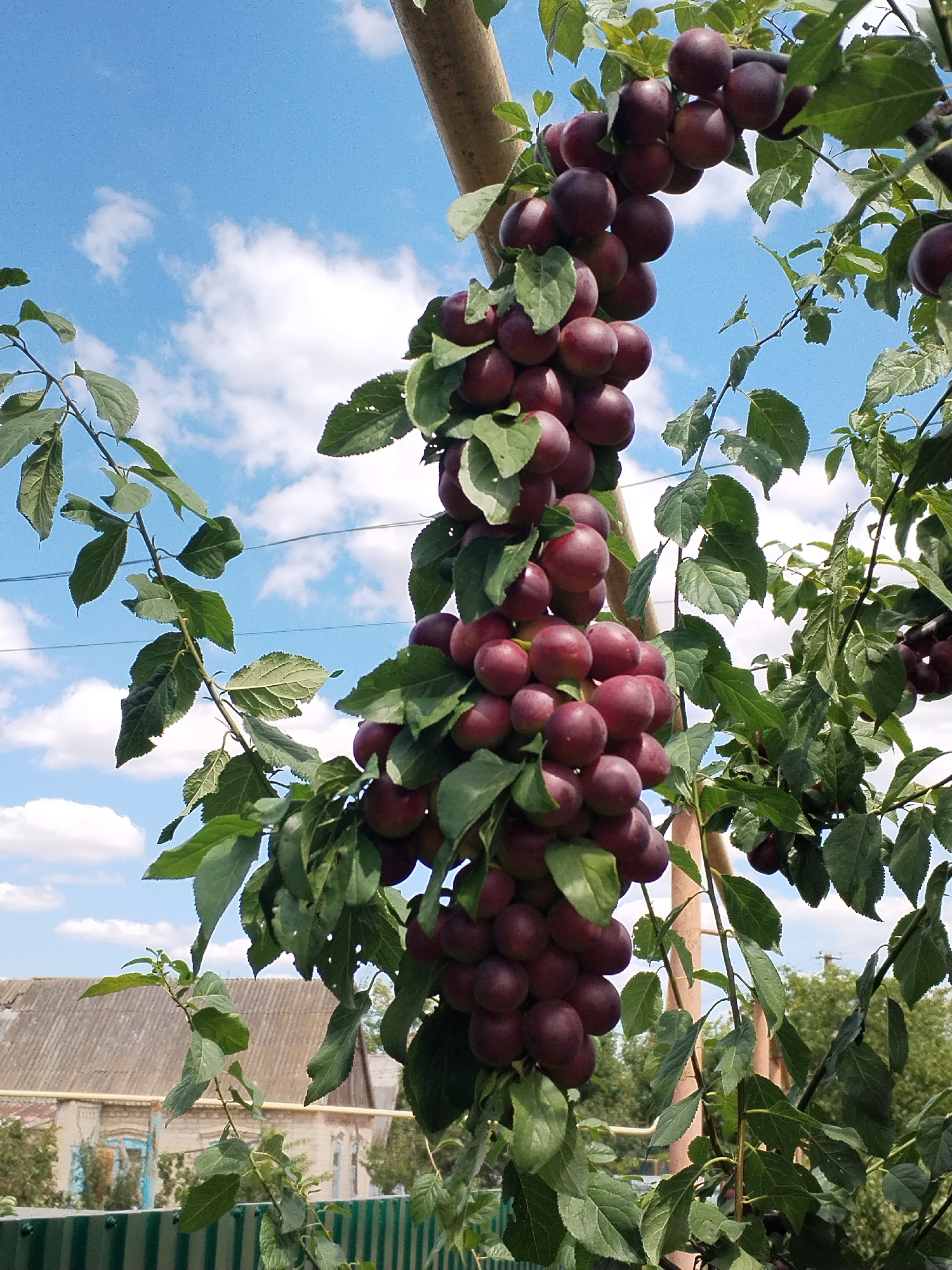 A cluster of ripe, dark red plums hangs heavily from a branch against a bright blue sky dotted with white clouds. The plums are oval-shaped and appear smooth, with some clusters showing a lighter reddish-purple hue. Green leaves, some with visible veins and slight imperfections, surround the fruit. The branch is supported by a wooden stake. In the background, a two-story building with a corrugated roof and light-colored walls is visible, with a green fence in the foreground. Trees and other greenery are also present in the background. The image appears to be taken outdoors on a sunny day.