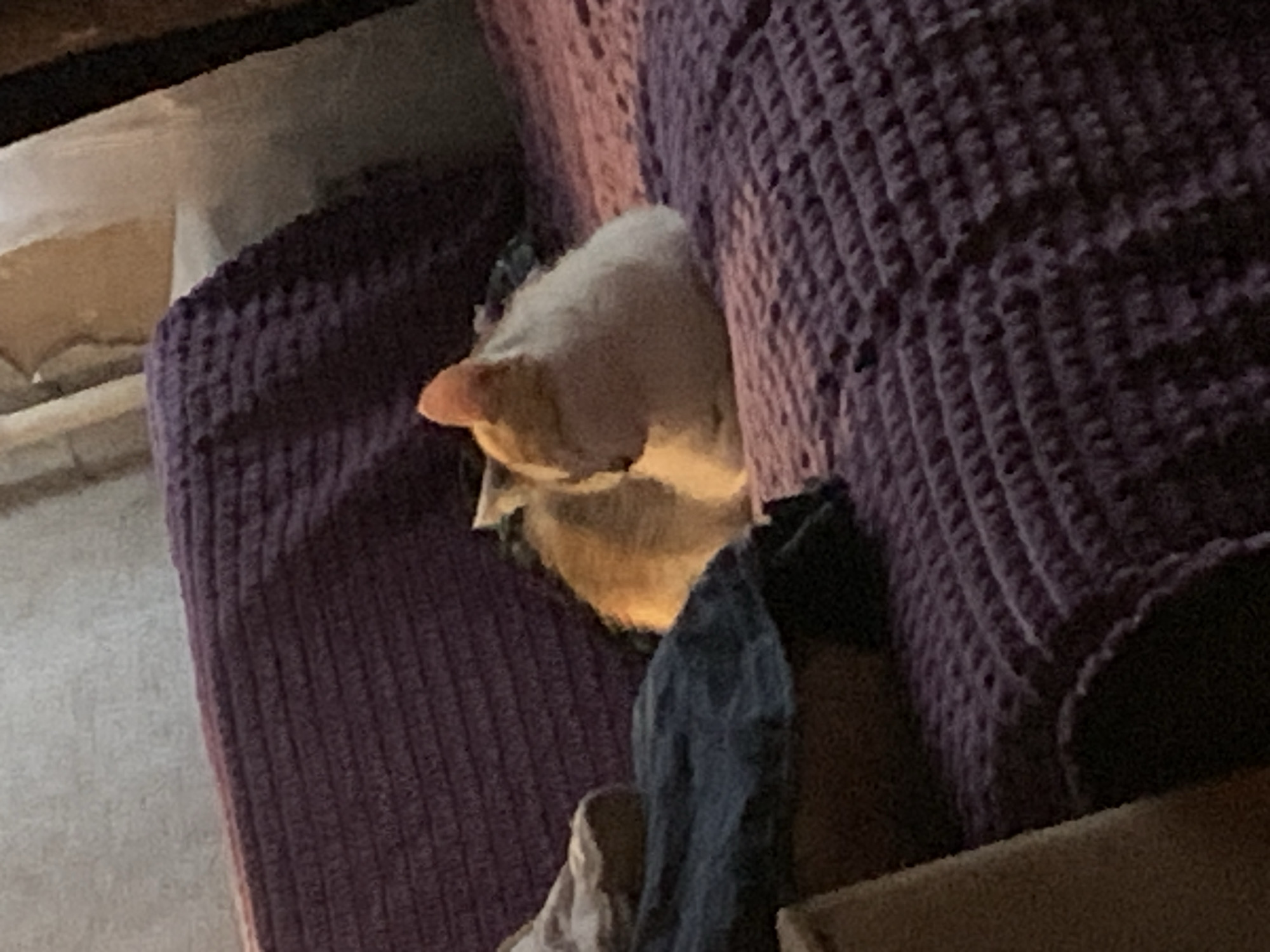 A calico cat is curled up on a purple textured blanket. The cat is facing away from the camera, with its head tucked down. The blanket appears to be on a couch or bed, and there is a dark fabric draped over the left side of the frame. The lighting is dim and appears to be artificial, casting a warm glow on the cat. The image is slightly blurry, suggesting it was taken with a phone or a low-quality camera. The scene is indoors, likely in a residential setting. There is no discernible information about the location in Svietlahorsk, Belarus.