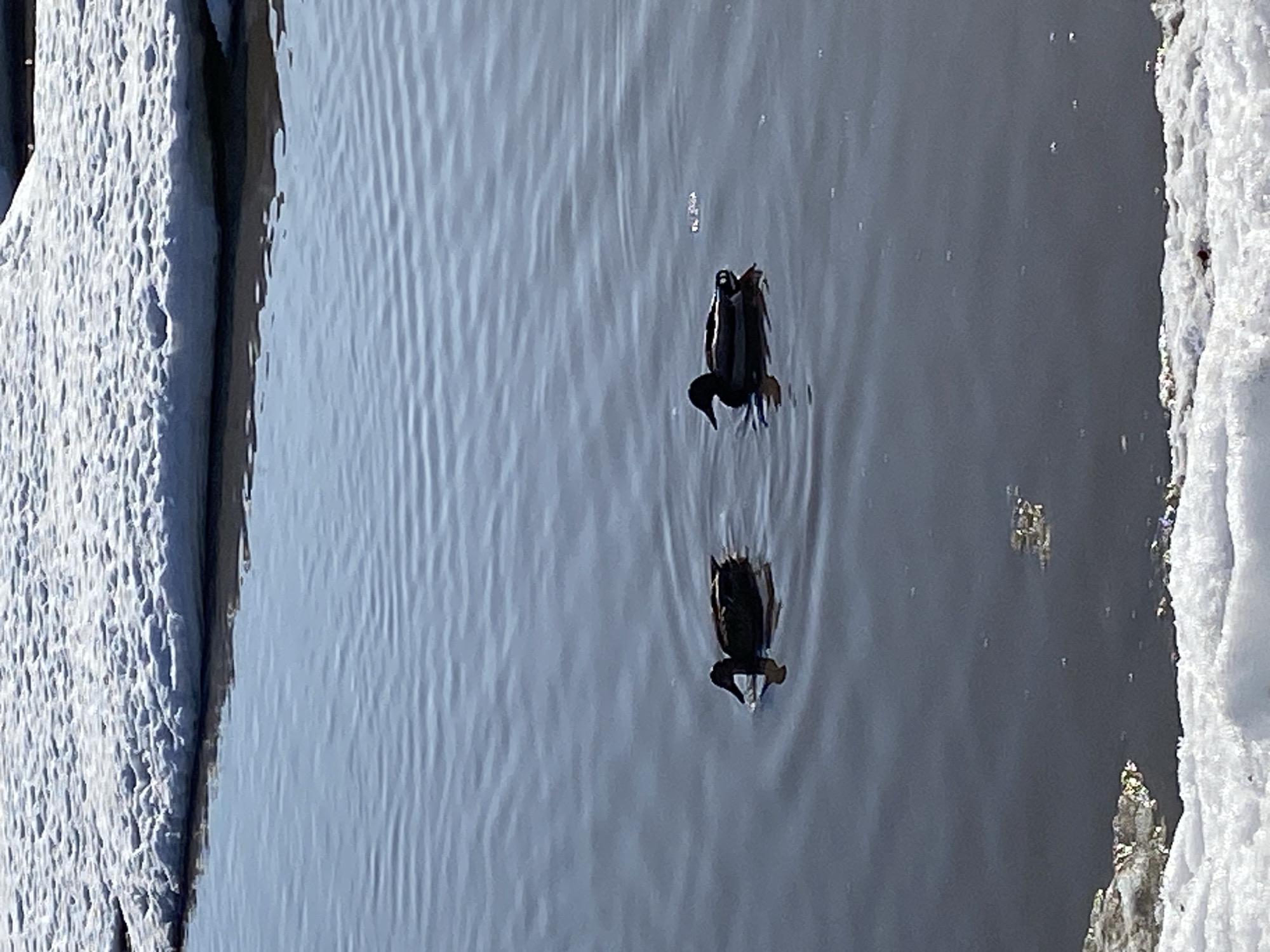 The image depicts two ducks swimming in a body of water near ice formations. It is daytime. The water is dark, and ripples can be seen emanating from the ducks. The ice formations appear on both sides of the water. The location is implied to be near Votkinsk, Russia.