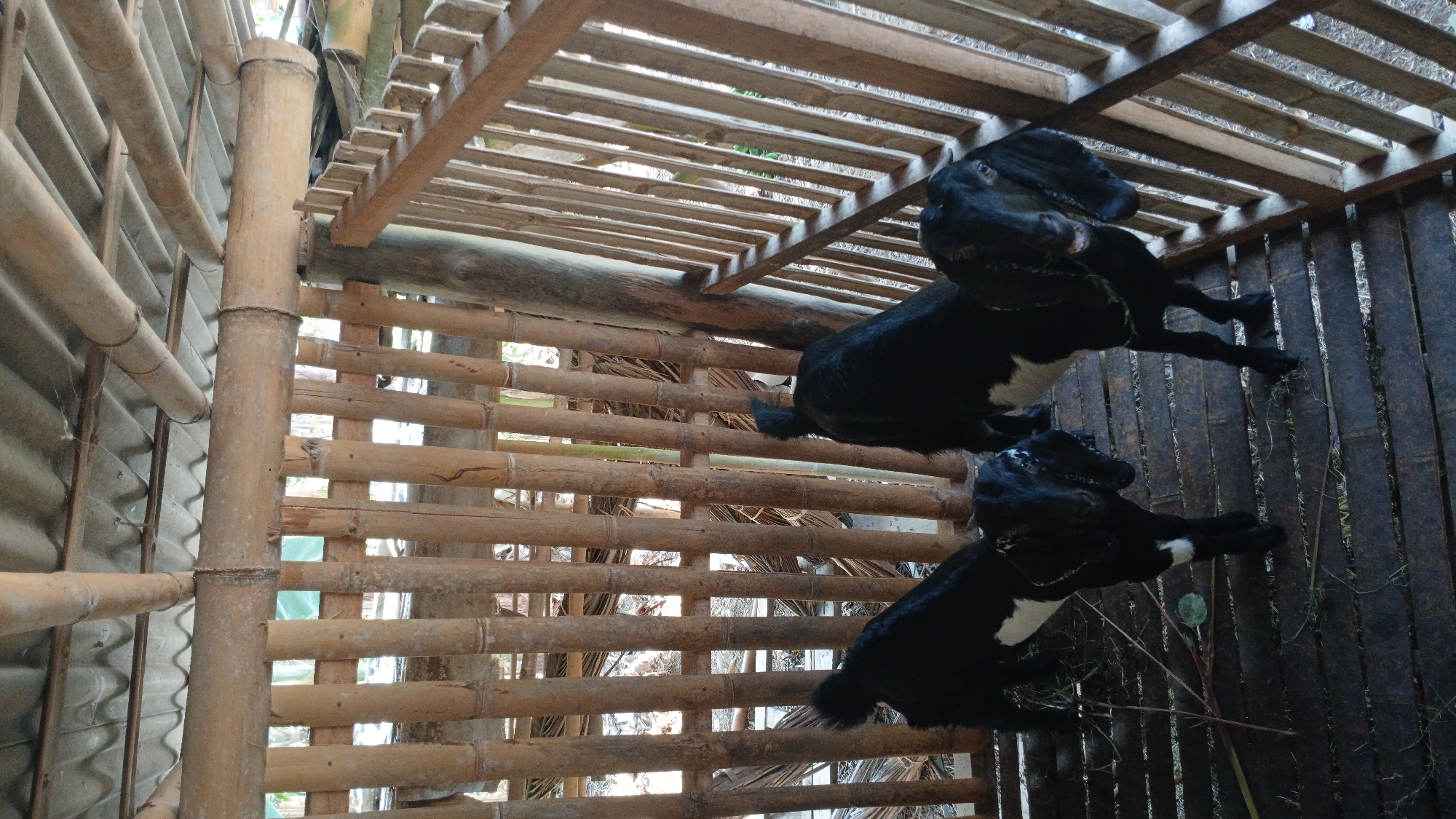 Two black and white goats are standing on a wooden floor inside a bamboo enclosure in Sampang, Indonesia. The enclosure has a corrugated metal roof supported by bamboo poles. The goats appear to be young, with one facing the camera and the other with its back partially turned. The environment is rustic, suggesting a farm or rural setting.