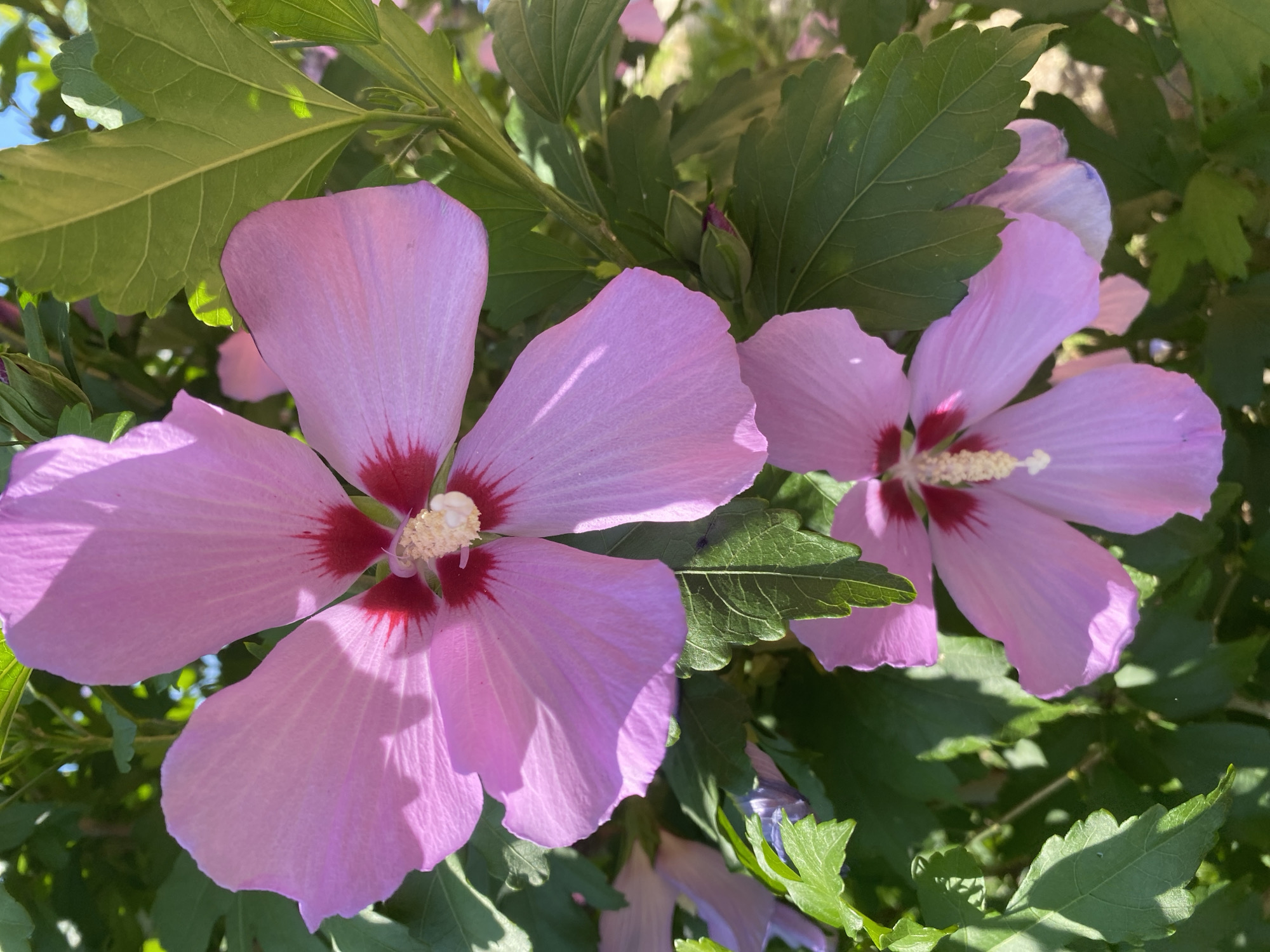 This is a close-up, vertically oriented, eye-level, outdoor photograph of two light pink hibiscus flowers in bloom, set against a background of green leaves and branches. The flowers are the primary subjects, with the larger flower dominating the upper portion of the frame and a second, smaller flower centered in the lower half. Both flowers exhibit five petals each, with a deep crimson center where the stamen and pistil are visible. The petals are delicate and translucent, with visible veins, and are illuminated by sunlight, casting shadows on some of the petals. The leaves are a deep green and appear healthy and lush. The environment suggests a garden or natural setting. The photograph was taken in Vasylkiv, Ukraine.