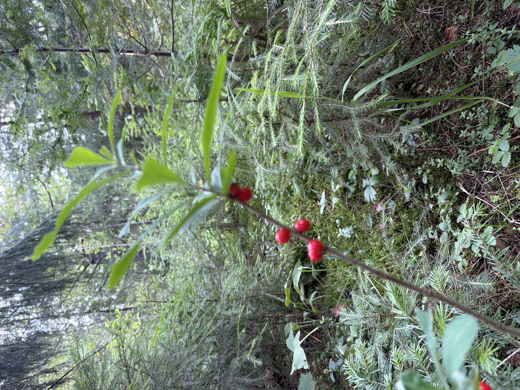 The image depicts a close-up view of a forest floor with a plant bearing bright red berries prominently in the foreground. The plant is a slender stem with a few green leaves and clusters of small, red berries. The background is filled with dense greenery, characteristic of a forest environment, with numerous small trees and moss-covered ground. Sunlight filters through the canopy, creating dappled light. No people or animals are visible. The scene appears to be in a natural, undeveloped setting.