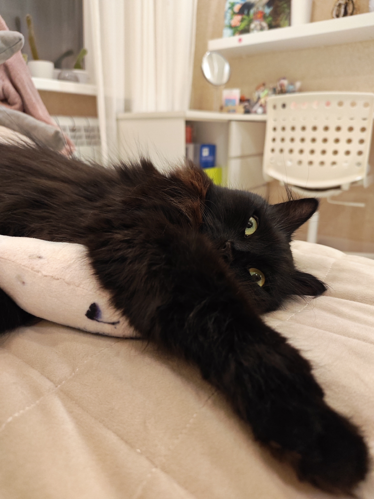 A black cat with green eyes is lying on its side on a quilted beige surface. Its body is mostly covered in dark fur, with some reddish-brown highlights visible around its neck. The cat's left paw is extended forward, resting on a light-colored plush object with a dark marking on it. The background is blurred, showing shelves with various items, a white chair, and a window with white curtains. The scene appears to be indoors, possibly in a domestic setting. There are no people or other animals present. The lighting is soft and diffused. The location is identified as Kalmykovo, Russia, although this information is not visually evident from the image itself.
