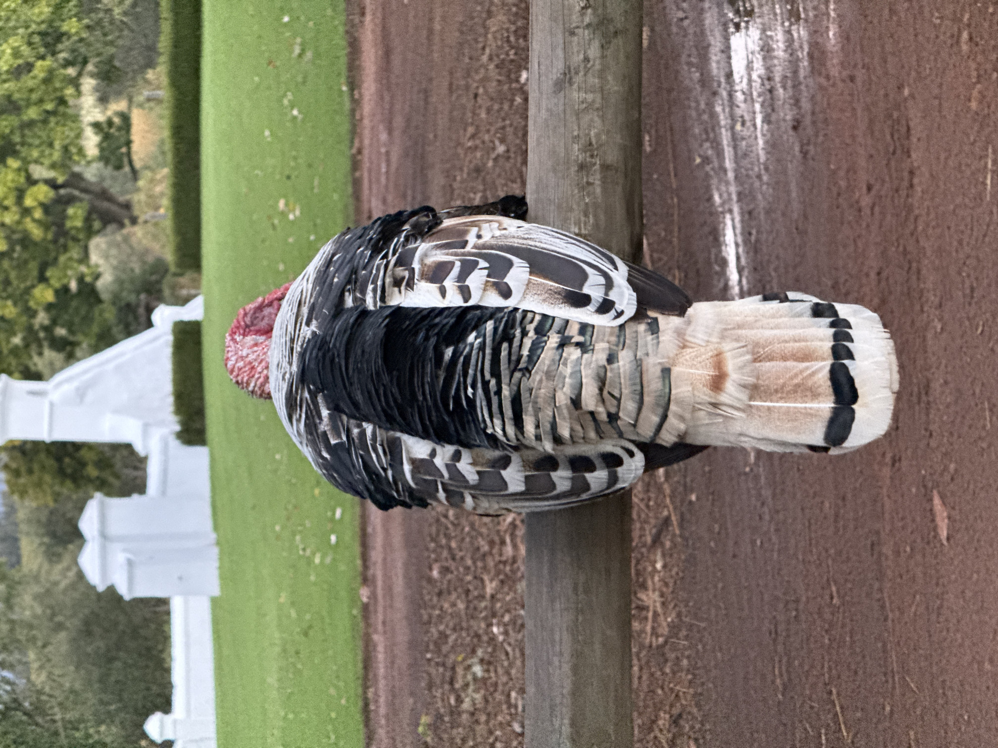 An image captures a turkey perched on a weathered, vertical wooden post, facing away from the camera. The turkey's plumage is a striking mix of black, white, and various shades of brown, with intricate patterns visible on its wing and tail feathers. Its broad tail feathers are tipped with black bands. A hint of its red, warty head is visible near the top left of its body.
To the turkey's left, a vibrant green grassy area stretches into the mid-ground. In the background of this green space, several white architectural elements, possibly parts of a fence or a building, are discernible, with lush trees further behind them. To the turkey's right and beneath the post, the ground is a reddish-brown, appearing to be a dirt path or bare earth. The scene is illuminated by daylight, suggesting an outdoor, possibly rural or estate setting in Drakenstein Nu, South Africa. There is no visible text in the image.