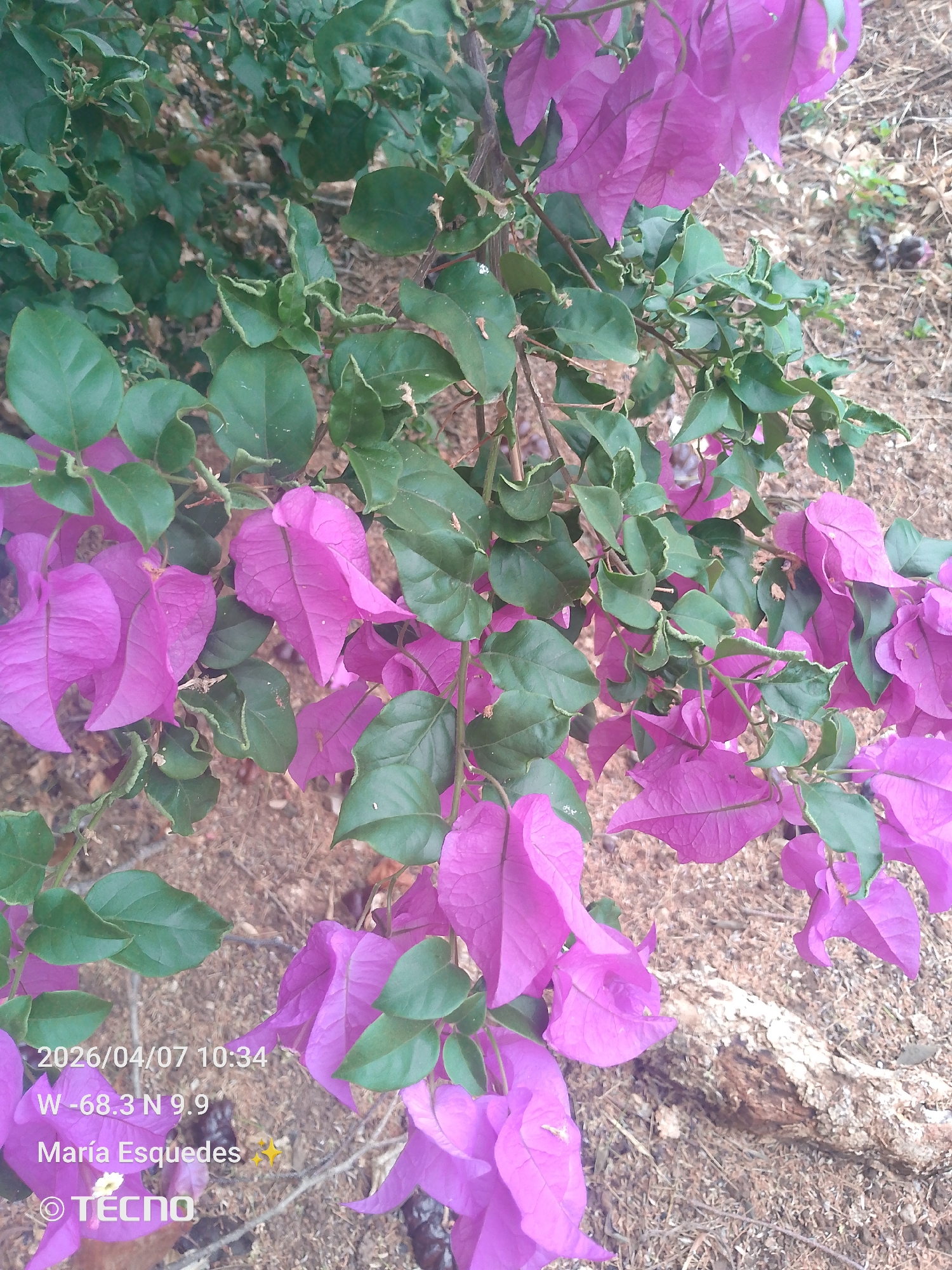 A close-up, outdoor shot shows a bougainvillea plant with vibrant magenta bracts and dark green leaves. The plant is located in Tinaquillo, Venezuela, based on the geotag data embedded in the image (W -68.3 N 9.9). The ground is covered in dry soil and plant debris. A piece of weathered wood is visible at the bottom right corner. The date and time stamp "2026/04/07 10:34" suggests a future date. The name "María Esquedas" and the word "TECNO" are printed on the lower left of the image.