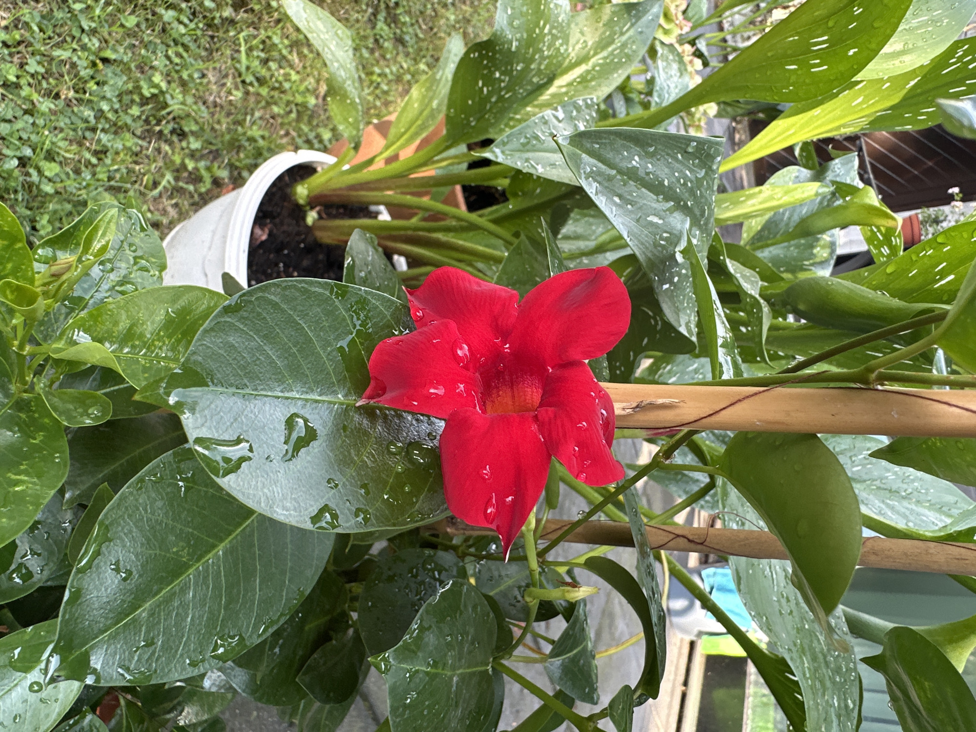 A close-up, eye-level shot captures a vibrant red dipladenia flower in bloom, its petals slightly wet from recent rain. The flower is the central focus, positioned on the right side of the frame, nestled amongst lush, green leaves. These leaves, also glistening with water droplets, display a speckled pattern of white markings. The plant is supported by two wooden stakes, visible behind the foliage. In the background, the scene suggests an outdoor garden setting in Krefeld, Germany, with hints of a paved area and foliage from other plants. The overall atmosphere is serene and natural, highlighting the beauty of the flower after a rainfall.