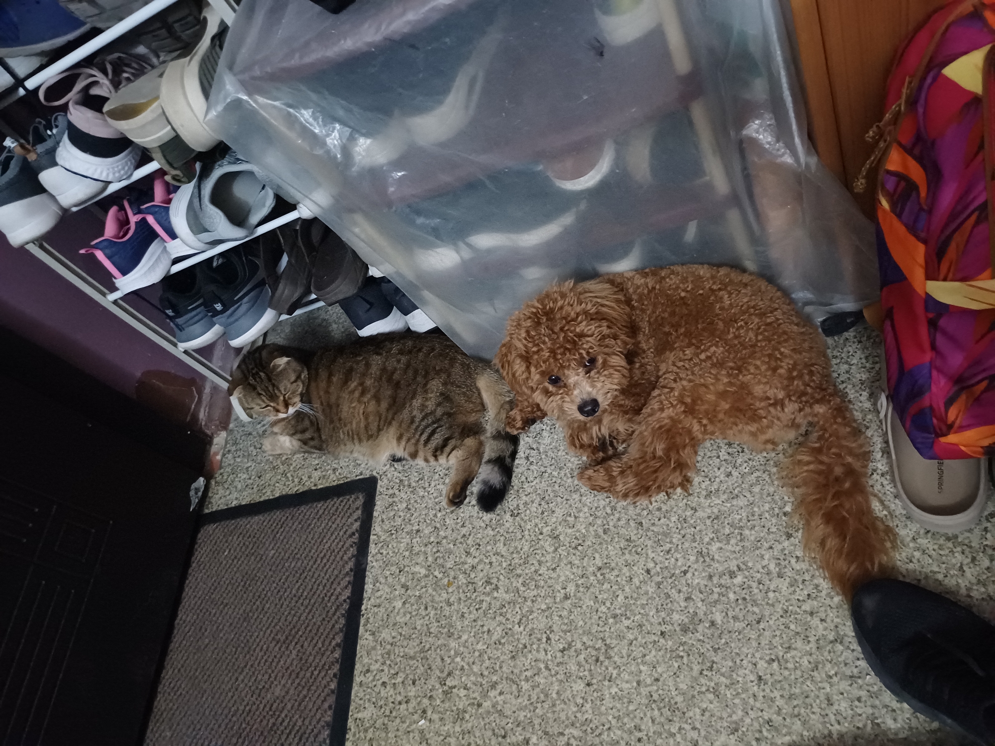 A brown tabby cat and a brown poodle lie on a carpeted floor next to a shoe rack filled with various shoes. The cat is lying on its side with its eyes closed, and the poodle is lying on its stomach with its head resting on its paws. The shoe rack is white and has multiple shelves. Some of the shoes on the rack are visible, including sneakers, sandals, and boots. The floor is carpeted with a light gray carpet. In the background, there is a dark brown door and a dark brown mat. To the right of the shoe rack, there is a wooden surface. The image was taken indoors, likely in a residential setting. The location of this image is the city of Kyiv, Ukraine.