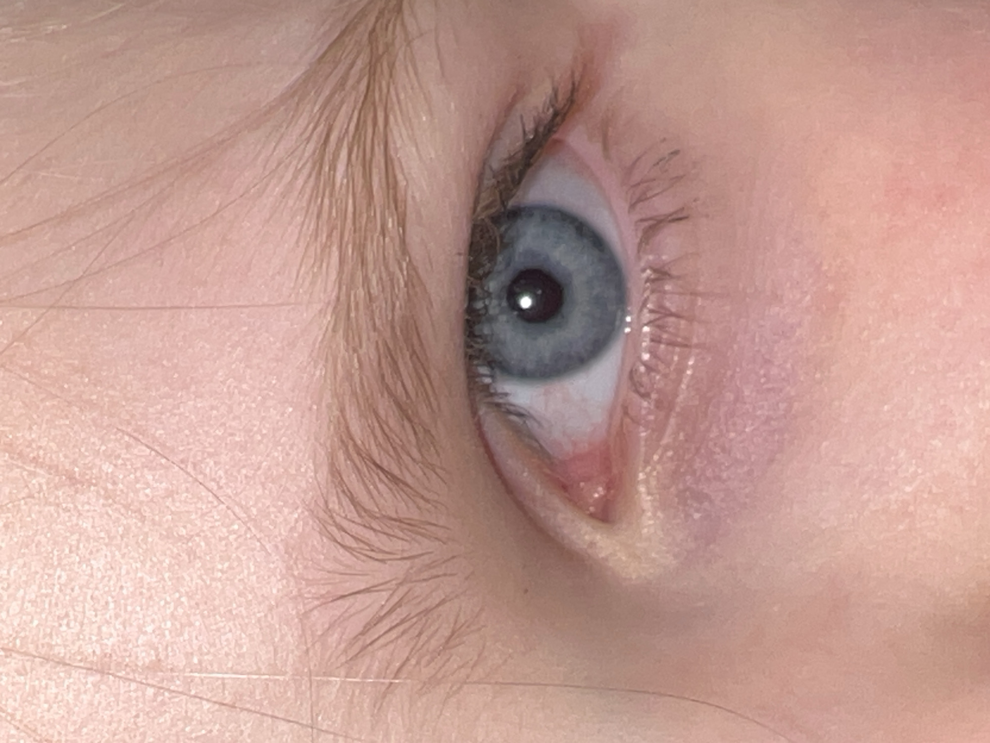 An extreme close-up image focuses on a human left eye, positioned vertically with the inner corner towards the bottom. The eye features a blue iris and a black pupil, which exhibits a distinct, bright reflection of a light source. Surrounding the eye is fair-toned skin, showing visible fine, light-colored hairs (vellus hair) across what appears to be the forehead area above the eyebrow and the cheek area below the eye.
The eyebrow is present, composed of light brown or blonde hairs that are also fine. Eyelashes, particularly on the upper eyelid, are visible and appear slightly darker than the eyebrow, potentially due to natural color or a hint of mascara. The lower eyelid also has subtle eyelashes. The inner corner of the eye, specifically the lacrimal caruncle and plica semilunaris (tear duct area), appears slightly pinkish or reddish.
The image is brightly lit, likely indoors or under artificial light, as indicated by the clear reflection in the pupil. No specific activity or event is depicted other than the close observation of the eye itself. There are no discernible location cues within the image, and no text is visible. Emotions cannot be determined from this tight crop.