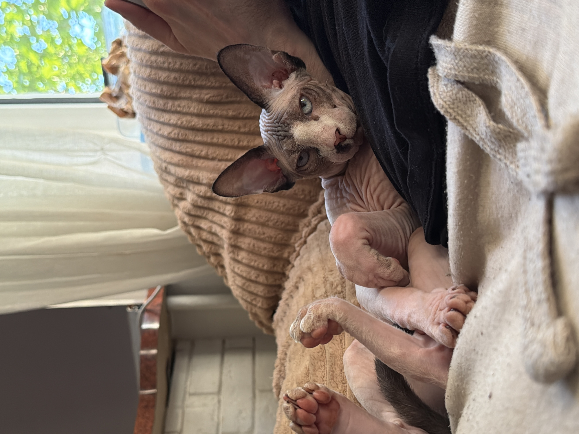 A hairless cat with light blue eyes is nestled in the lap of a person wearing a black shirt and a light beige hoodie. The cat's pink wrinkled skin and large ears are clearly visible. A brown corduroy cushion and a partially visible window with green foliage outside are in the background. A dark brown object and a brick patterned wall are also visible.