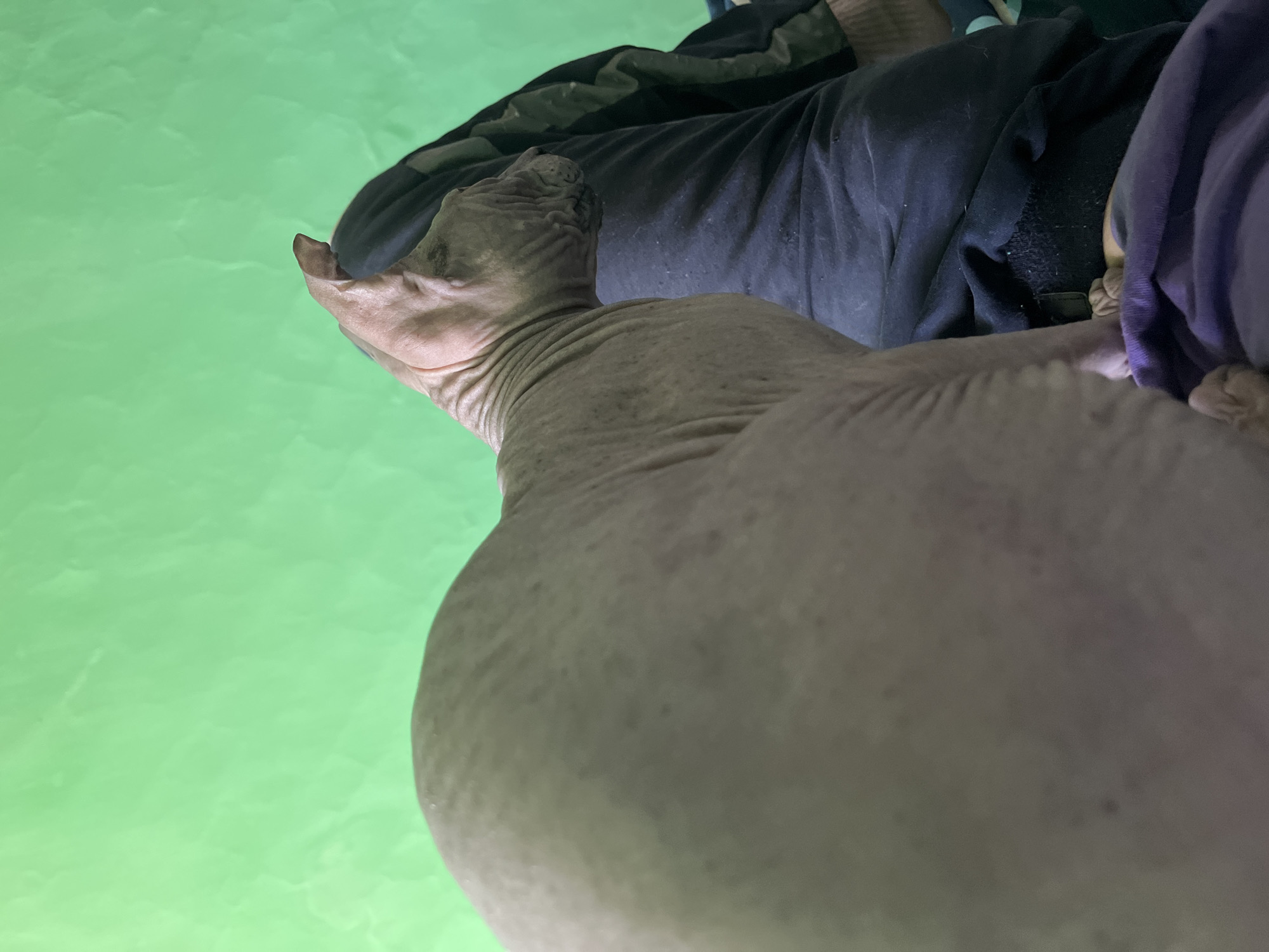 The image shows a close-up of a Sphynx cat sitting on a person's lap. The cat is facing to the right, with its head turned slightly away from the camera. The cat's skin is wrinkled and pinkish-gray in color. The person is wearing dark pants. The background is a bright, crinkled green surface. There is no identifiable information in the image that would indicate its location in Nizhny Tagil, Russia, or any city for that matter.