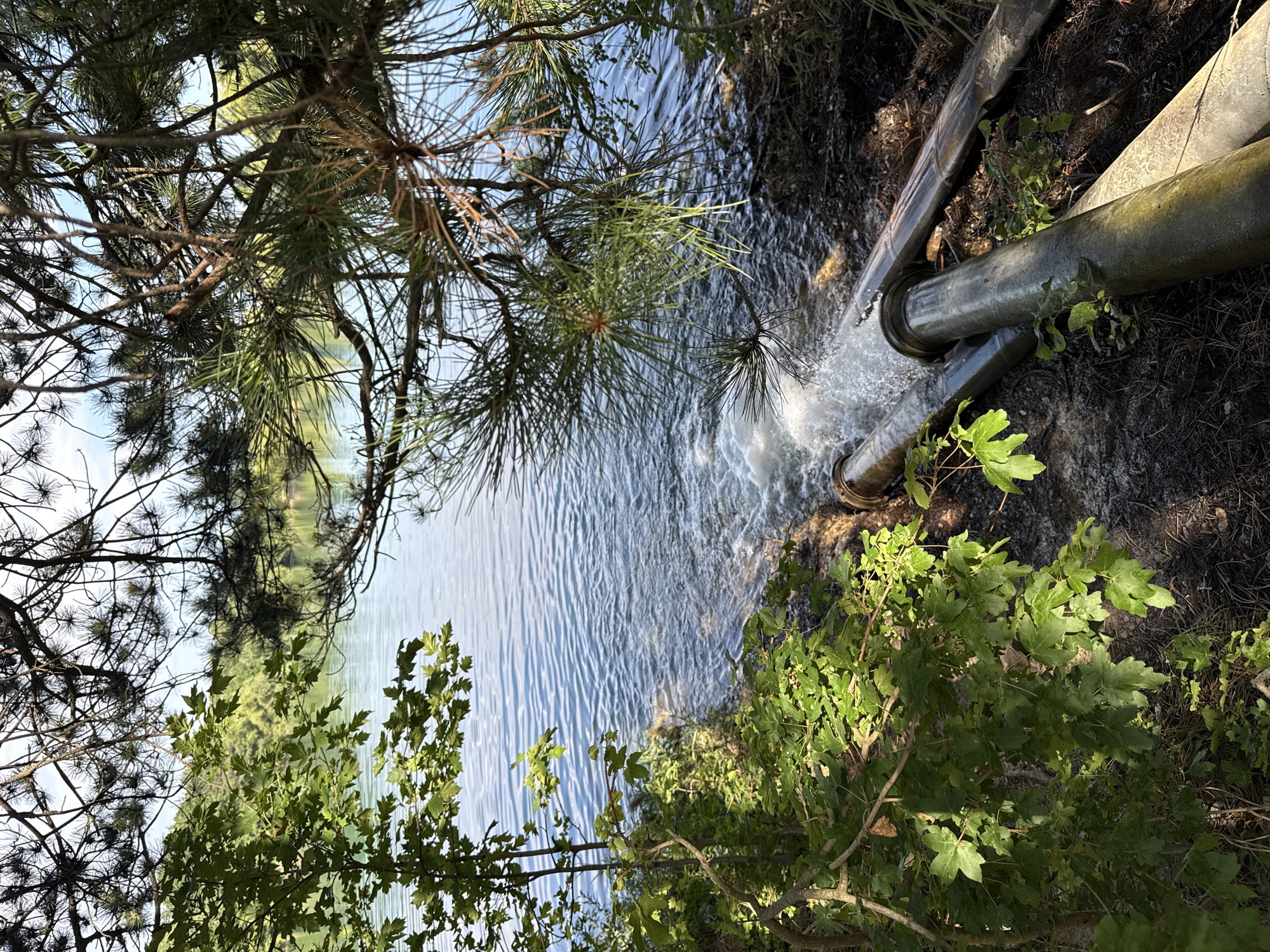 The image depicts an outdoor scene near a body of water, possibly a lake or reservoir, with two large pipes protruding from the bank and discharging water into the surface. Lush green foliage, including trees and smaller plants, surrounds the pipes and lines the bank. The water is rippling and showing signs of disturbance from the outflow. Pine branches hang over the scene from above, casting dappled shadows. The pipes are metallic and appear to be part of an industrial or water management system. The overall environment suggests a natural setting modified by human intervention. The location is specified as Zaprudnoe, Ukraine, though no specific landmarks or city elements are visible within the frame itself that would confirm this detail. No people are present in the image.