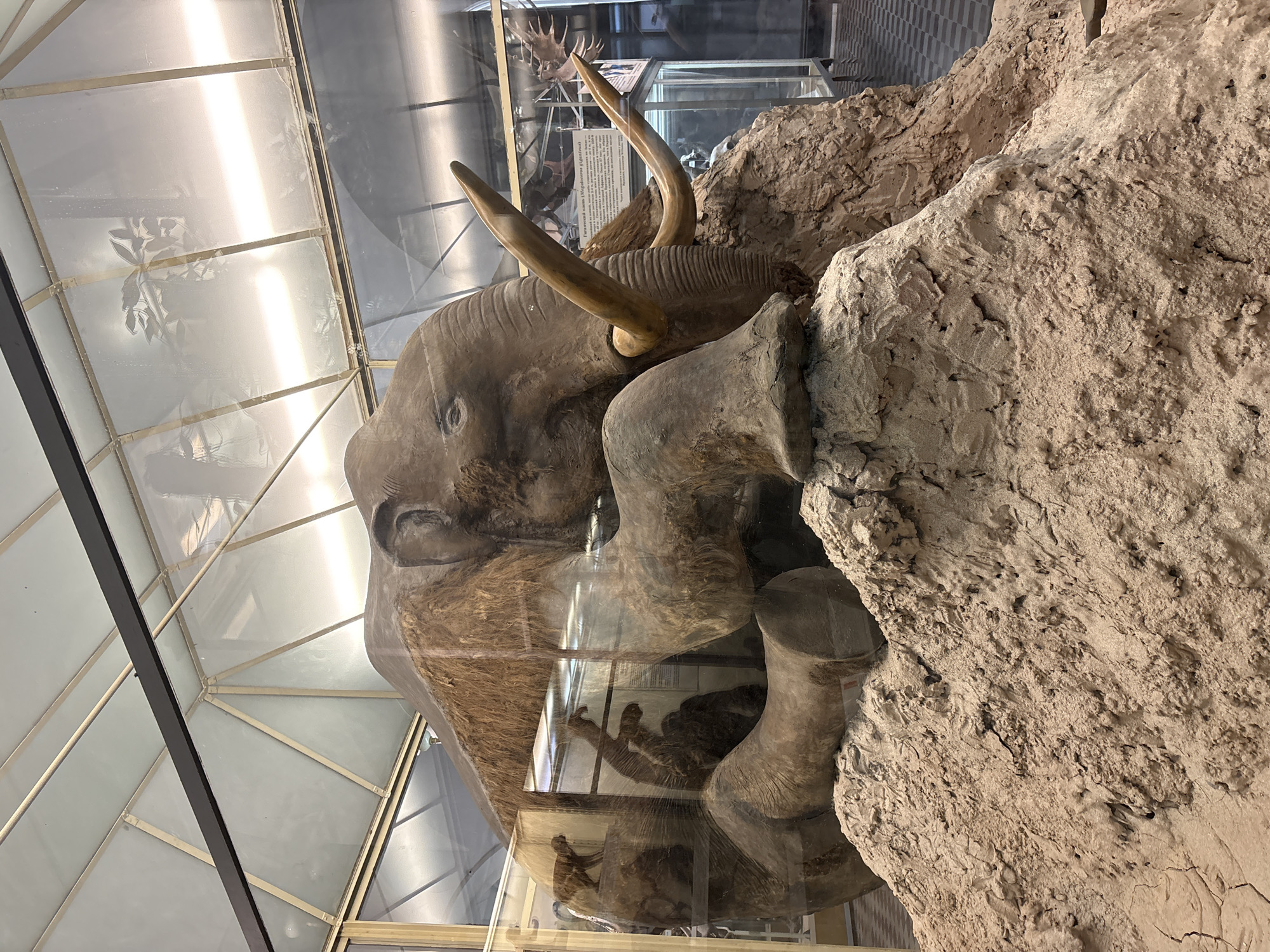 The image shows a life-size taxidermied mammoth exhibit displayed inside a glass enclosure. The mammoth is positioned lying down on a mound of dirt and rock, with its tusks prominently visible. The exhibit appears to be in a museum, as evidenced by the glass casing, display lighting, and other exhibits visible in the background through the glass. Some text in Cyrillic script is visible on a plaque next to the mammoth. The overall environment suggests an indoor museum setting. The specific location in Saint Petersburg, Russia, is not directly discernible from the image alone, but the presence of a mammoth exhibit and potential Cyrillic text strongly suggests a natural history museum.