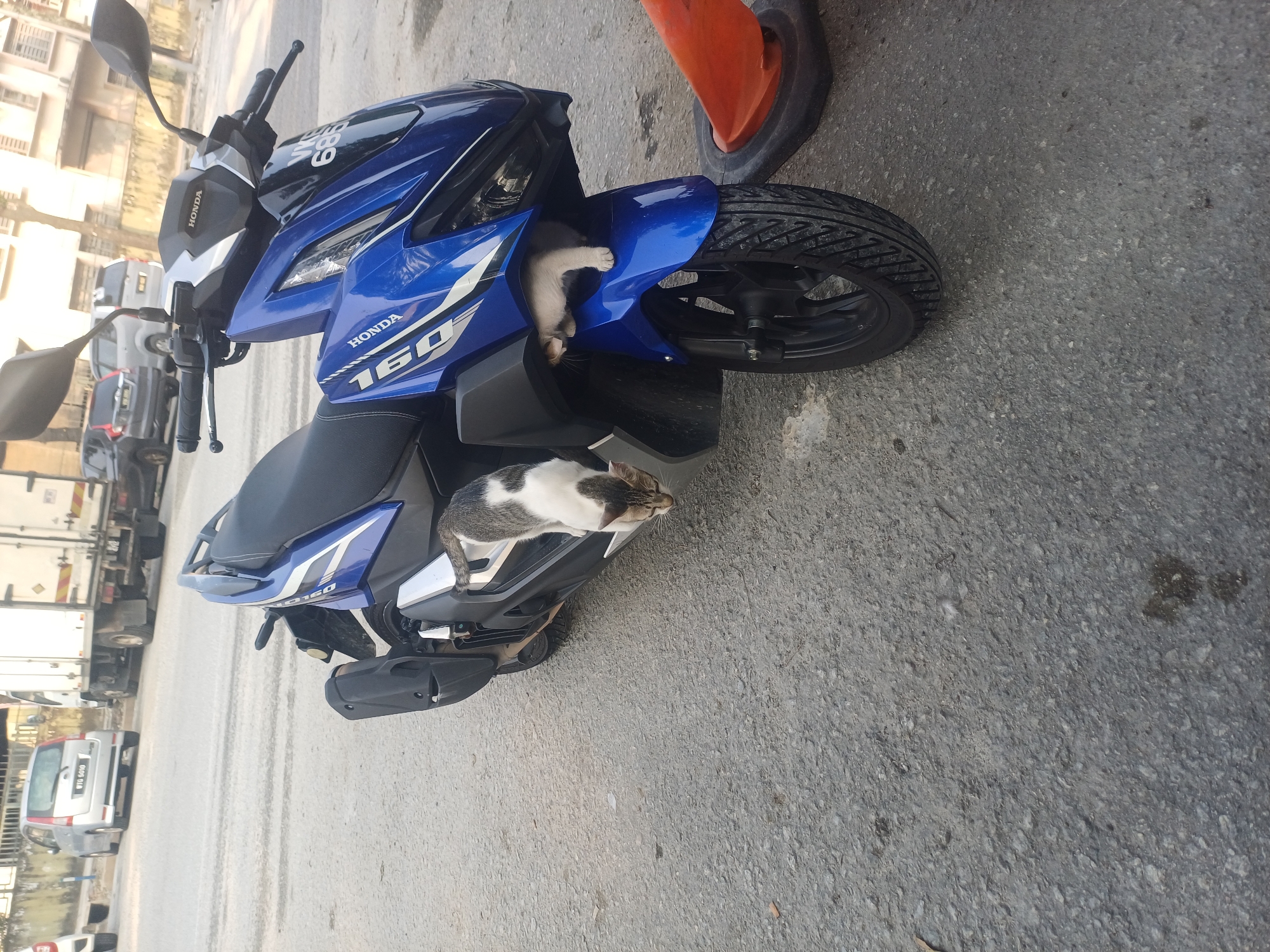 In Kuala Lumpur, Malaysia, two cats are observed near a blue Honda motorcycle parked on an asphalt street. One cat, with white and grey tabby markings, is perched on the side panel of the motorcycle, looking downwards. A second, white kitten is nestled underneath the front of the motorcycle, peeking out from the fairing. In the background, several vehicles are visible, including a silver car and a white truck, suggesting an urban setting. An orange traffic cone is positioned to the right of the motorcycle.