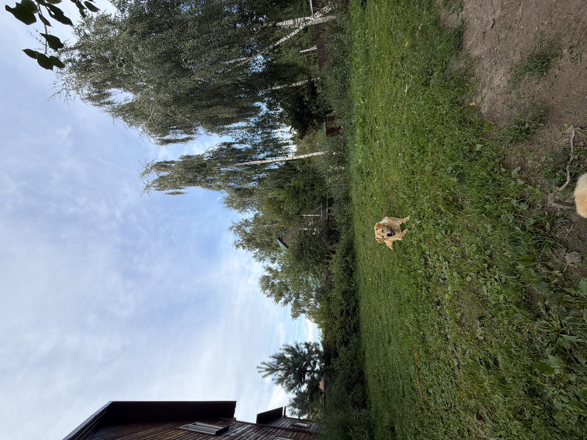 The image depicts a rear outdoor view of a rural residential property in Belaya, Russia. A light-colored dog is lying on the grass in the foreground, looking towards the camera. The property features a wooden house on the left, dense green vegetation, and several tall birch trees. The sky is cloudy, with a mix of blue and white. A dirt path is visible on the right side of the image. The overall scene suggests a tranquil, natural setting.