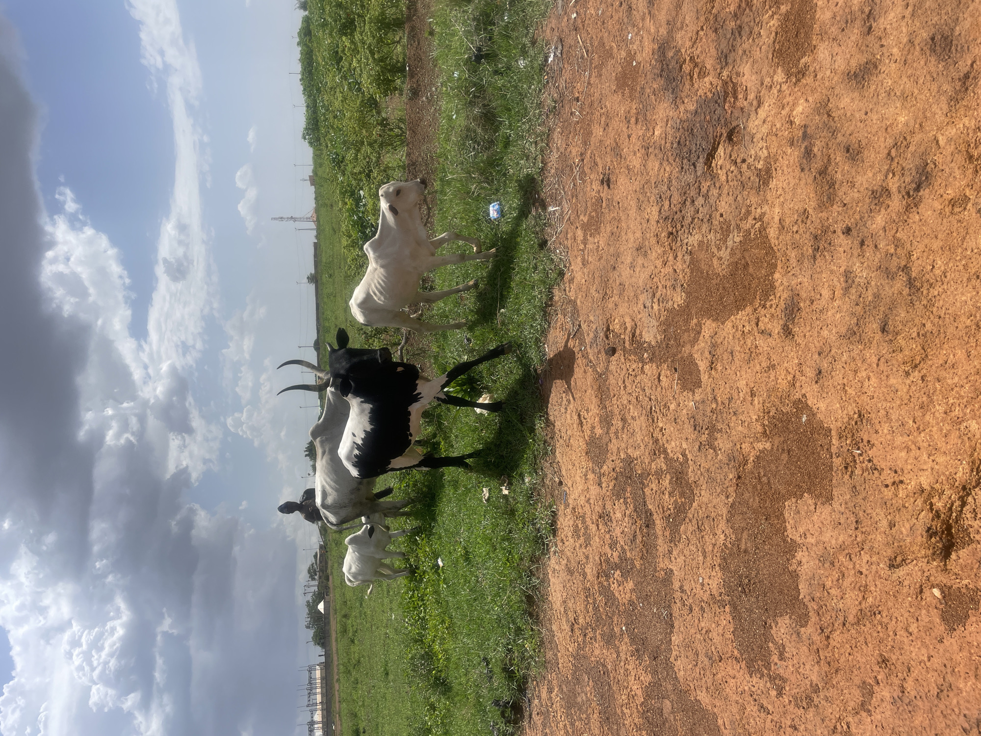 The image shows a group of cattle grazing in a field in Jos, Nigeria. The foreground contains a section of bare, reddish-brown earth. To the left, the grass is green, and several cows are visible. One cow is black and white with long horns, and two others are predominantly white. In the background, vegetation is visible, along with a few utility poles and buildings. The sky is partially cloudy.