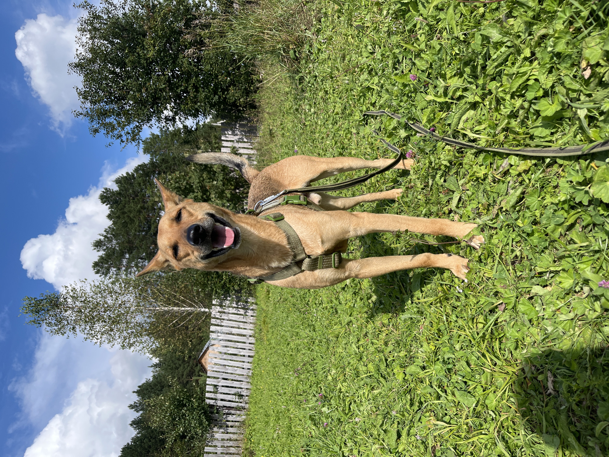 A medium-sized, tan dog stands in a grassy field under a partly cloudy blue sky. The dog is wearing a green harness and a leash is visible trailing on the ground. A white wooden fence is in the background, with trees and foliage beyond. A small wooden structure can be seen through the fence. The scene appears to be a rural or suburban area, potentially in Nizhny Tagil, Russia, given the foliage and architecture.