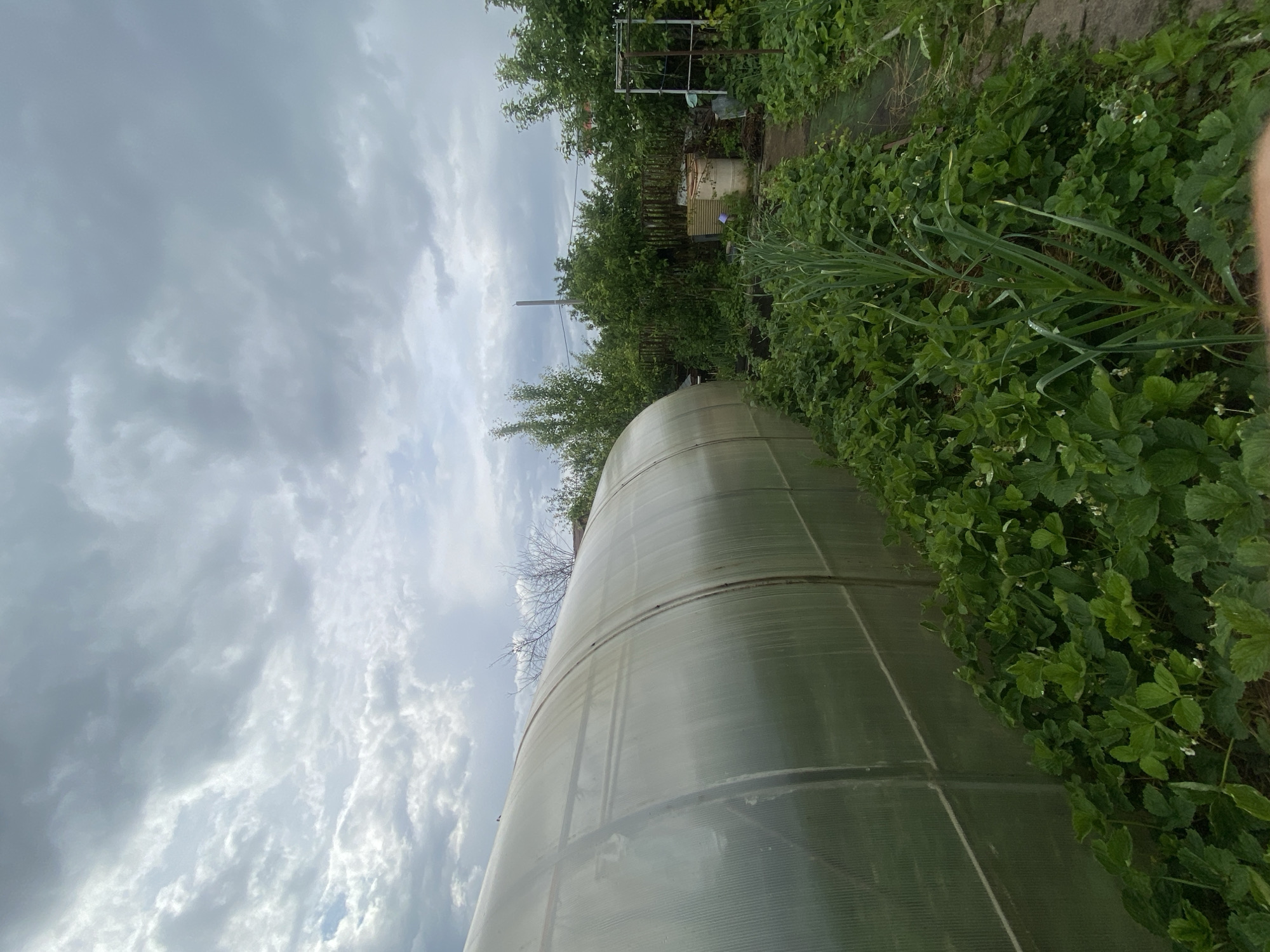 This image captures a garden or agricultural plot under an overcast sky, likely in Naberezhnye Chelny, Russia. The primary subject is a long, semi-cylindrical greenhouse constructed from translucent, ribbed polycarbonate or plastic panels, stretching diagonally across the frame from the mid-ground to the foreground.
To the right of the greenhouse, a lush row of green plants thrives. These appear to be strawberry plants, identifiable by their characteristic trifoliate leaves and several small white blossoms scattered among them. Beyond the strawberries, taller, thin-leafed plants, resembling garlic or spring onions, are visible.
In the background, behind the greenhouse, a dense canopy of trees and foliage forms a natural boundary. Among the trees, various structures can be discerned: a tall utility pole or light pole, a metallic support frame or trellis, and a white barrel or tank partially obscured by the greenery. A pathway or an uncultivated strip of land runs parallel to the greenhouse on its left side.
The sky is largely covered with varying shades of gray clouds, suggesting an overcast or partly cloudy day without direct sunlight. There are no people visible in the scene, and no specific activity is taking place, presenting a static view of a productive garden space. The overall impression is one of peaceful rural or suburban cultivation. There is no visible text in the image.