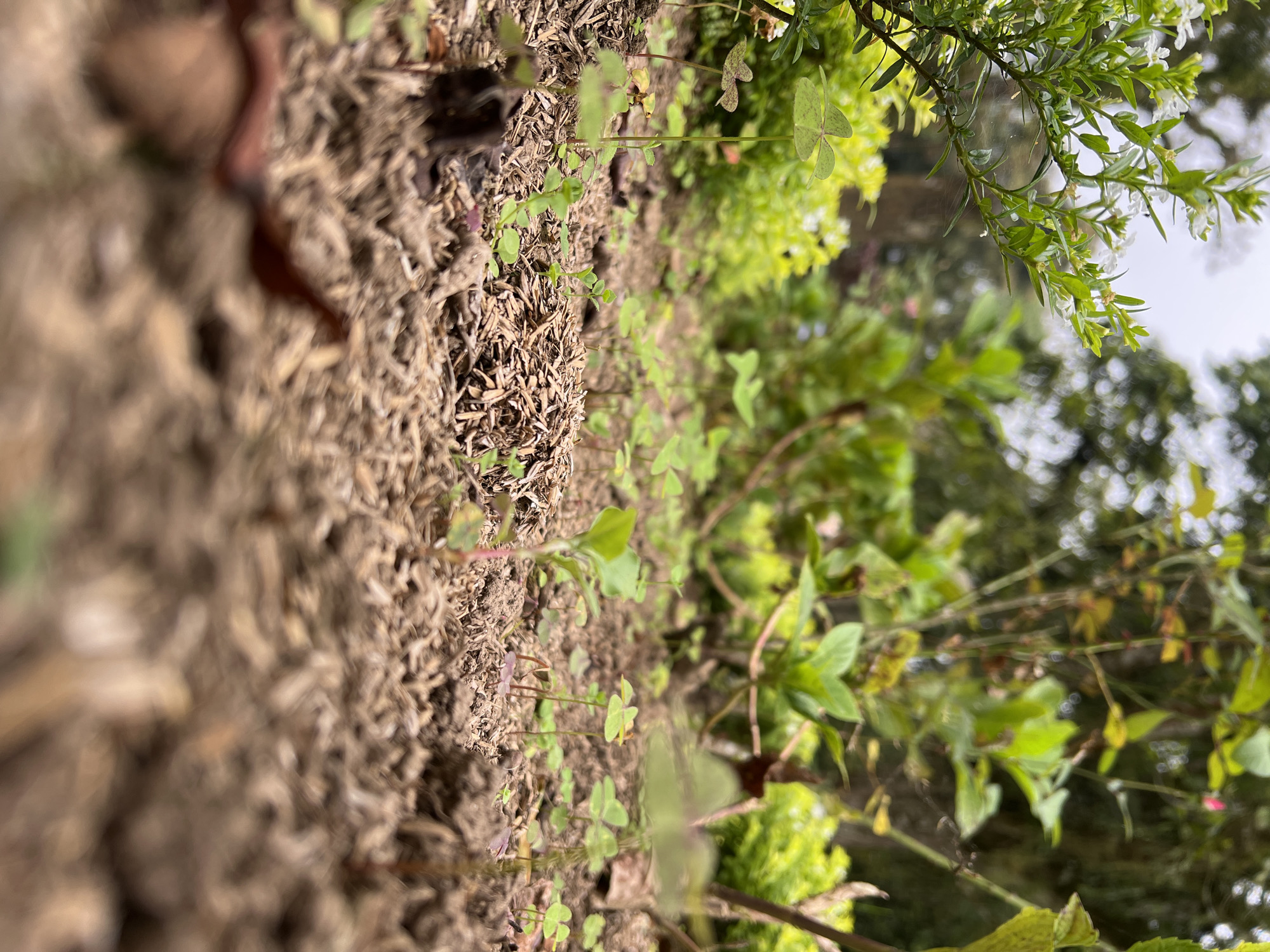 The image depicts a close-up of the ground in Baturiti, Indonesia. The ground is covered with brown mulch or soil and small green clover-like plants. There are also some larger leafy plants and branches visible in the background, with trees and foliage extending towards the top of the frame. The angle of the photograph suggests it was taken low to the ground, focusing on the immediate vegetation and soil. The background appears to be a garden or natural environment.