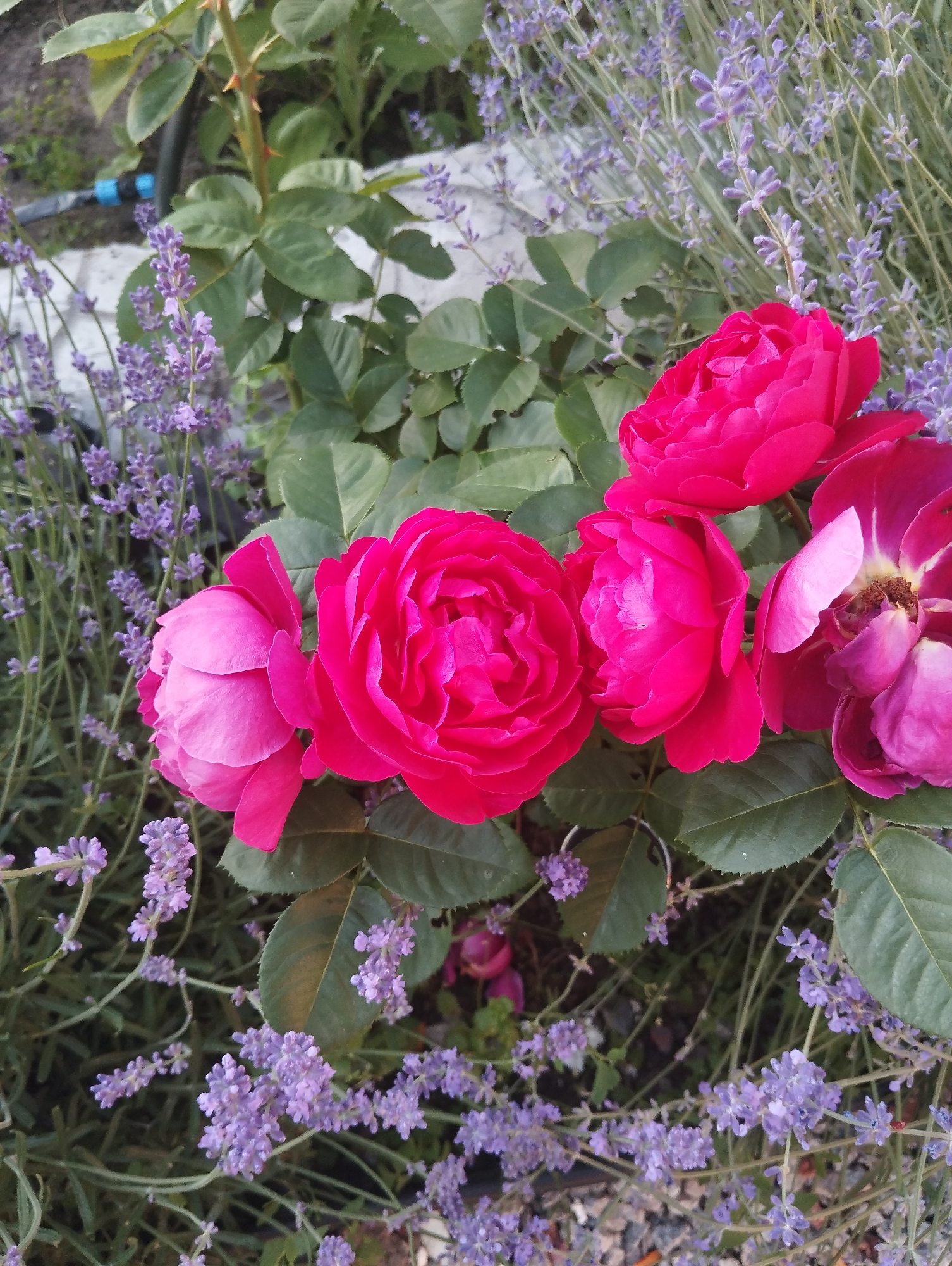 The image captures a close-up view of several vibrant pink roses interspersed with delicate purple lavender flowers. The roses are in various stages of bloom, with some fully opened and others partially unfurled, showcasing their layered petals. The lavender sprigs are abundant, creating a soft, hazy backdrop of purple and green foliage. The lighting suggests it is daytime, likely outdoors. In the background, hints of green leaves from a rose bush and greyish gravel can be seen. A black pipe with a blue connector is partially visible on the left side of the image, suggesting it is part of an irrigation system. The scene is likely a garden in the city of Dnipro, Ukraine, a common setting for such floral arrangements and landscaping. There are no people or animals present in the image.