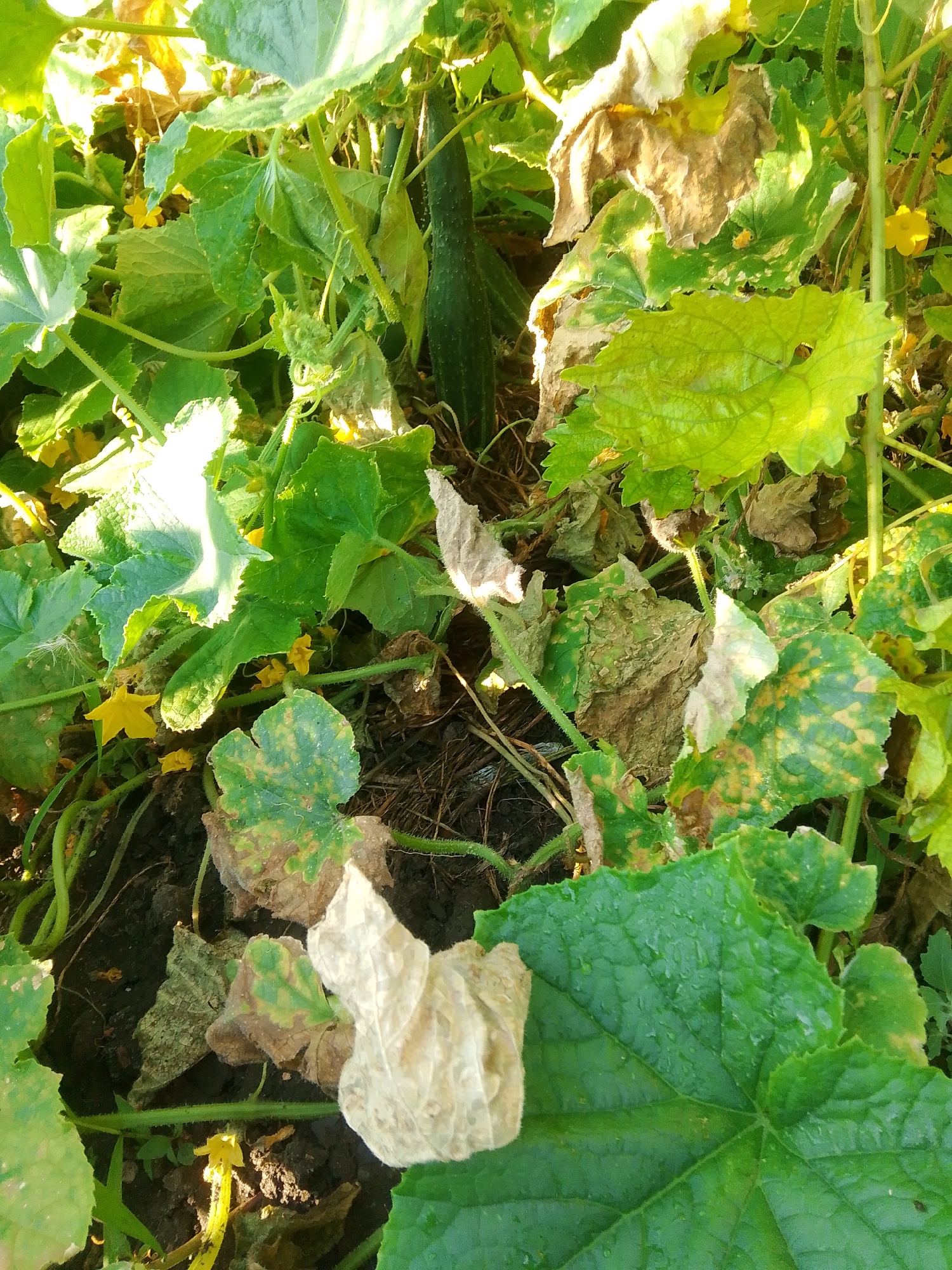 In the image, a single, dark green cucumber is growing amongst lush green foliage. The cucumber is elongated and appears to be approximately 15-20 cm long, with a textured surface. The surrounding leaves are large and broad, with some showing signs of wilting and browning, indicating potential disease or natural senescence. Small yellow flowers are scattered throughout the scene. The overall environment suggests an outdoor garden setting, possibly in a rural or suburban area. No people or animals are visible in the image. The image captures a close-up view of the cucumber plant, with the ground and soil visible at the base of the plants. The lighting suggests it is daytime, with sunlight filtering through the leaves.