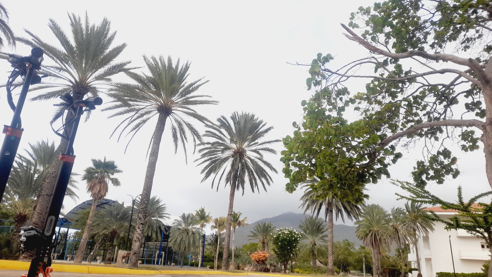 A scenic view of Pedro González, Venezuela, features a collection of palm trees, a distant mountain range, and a white building with an orange-tiled roof. In the foreground, two electric scooters are parked on a yellow-lined pavement. The sky is overcast, contributing to a diffused, soft light. The vegetation is lush, with the palm trees dominating the landscape. The environment appears to be a public outdoor space, possibly a park or walkway, with a glimpse of a blue fence and covered structure behind some of the trees. The overall impression is tropical and tranquil.