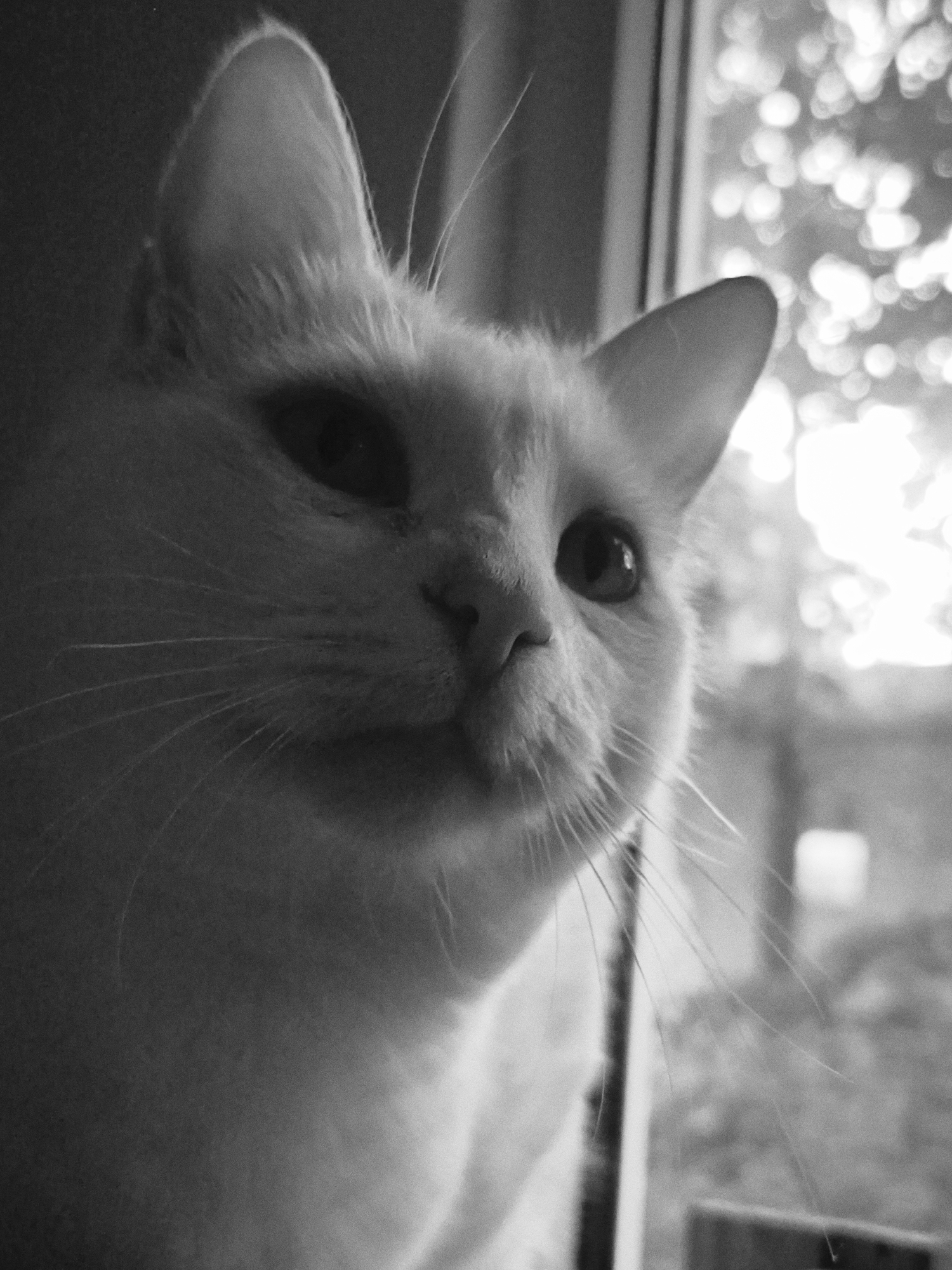A close-up, black and white photograph shows the face of a white cat looking out a window. The cat's head is turned slightly to the right, with its left ear visible and pointed upwards, and its right ear mostly obscured. Its eyes are dark, and its whiskers are long and prominent. The background outside the window is blurred, with bright, out-of-focus circles of light suggesting foliage and sunlight. The overall mood is quiet and observant. There is no information in the image to indicate a location in the city of Sevastopol, Ukraine.