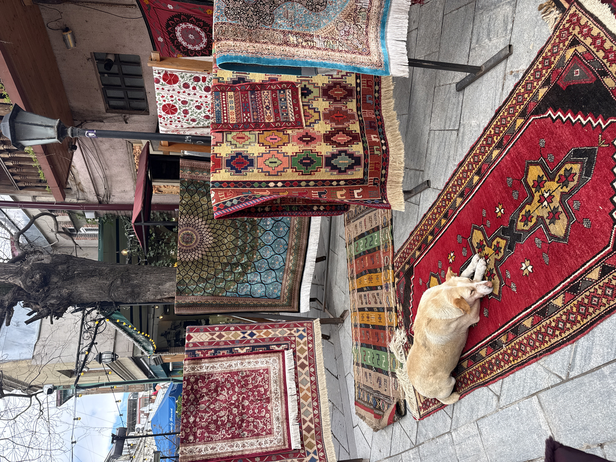A medium-angle, tilted, outdoor shot shows a series of rugs on display in the city of Tbilisi, Georgia, and a light tan dog resting on one of the rugs.
The camera is angled so that the top of the shot looks to the right, and the bottom looks to the left. In the upper portion of the shot, rugs hang from black metal racks. The rugs feature different patterns and colors, including red, blue, gold, and green. In the lower portion of the shot, a light-tan dog lies on its side, resting its head on its paws. The rug underneath the dog is predominantly red with black and gold geometric patterns. The dog faces toward the upper-left corner. The ground is made of gray stone tiles.
In the background, there is a building with gray stone walls. A black streetlight is in the left foreground. Bare tree branches are visible above the streetlight. Additional buildings and awnings are in the distance. The sky is overcast.