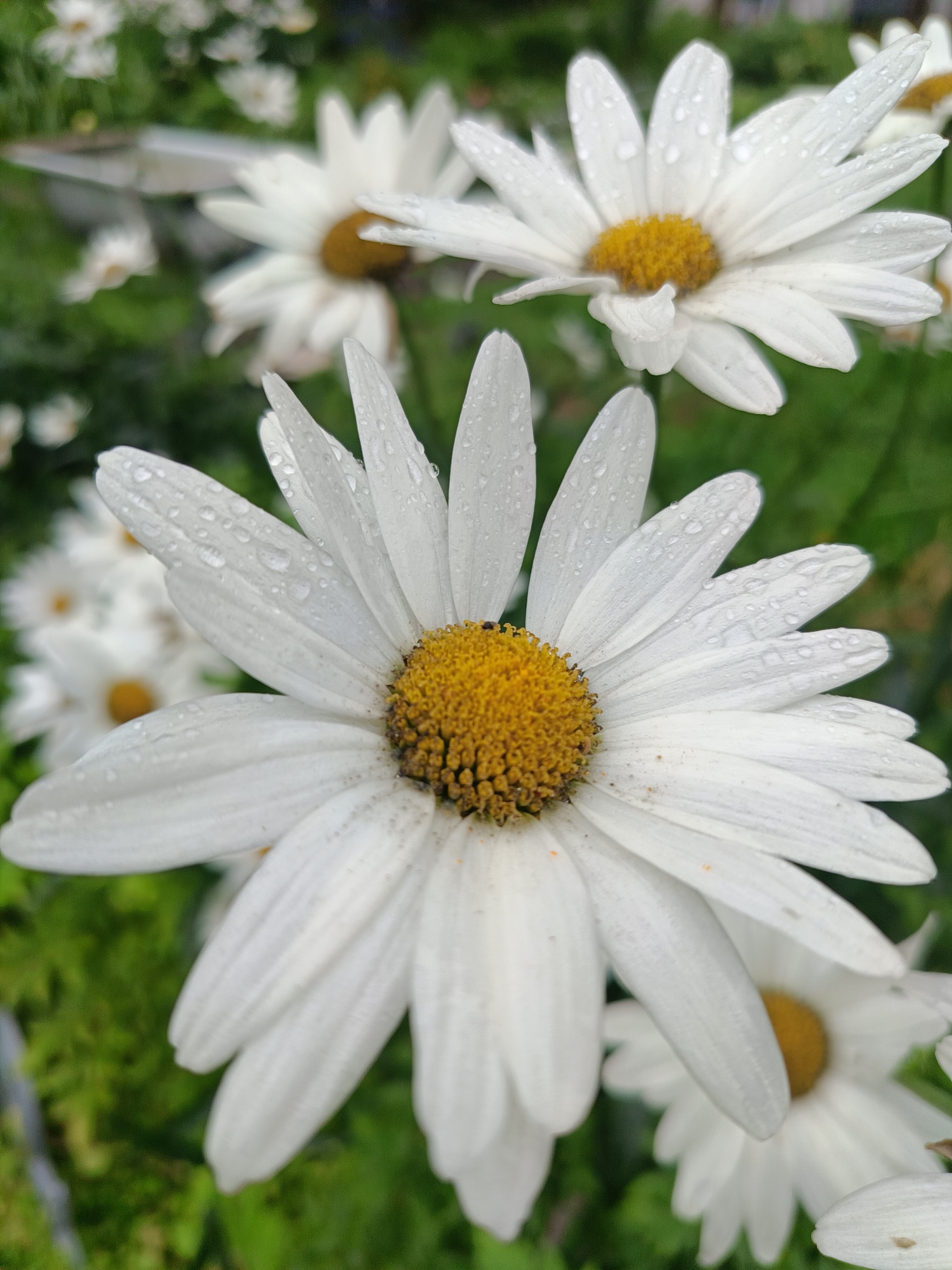 The image shows a close-up of several white daisies with yellow centers, some of which are covered in water droplets. The daisies are in various stages of bloom and are arranged in a garden setting with green foliage in the background. The lighting suggests it may have recently rained. The image does not provide any visual information to indicate its location in Vishnovka, Russia, or any specific city. There are no people or discernible actions taking place.