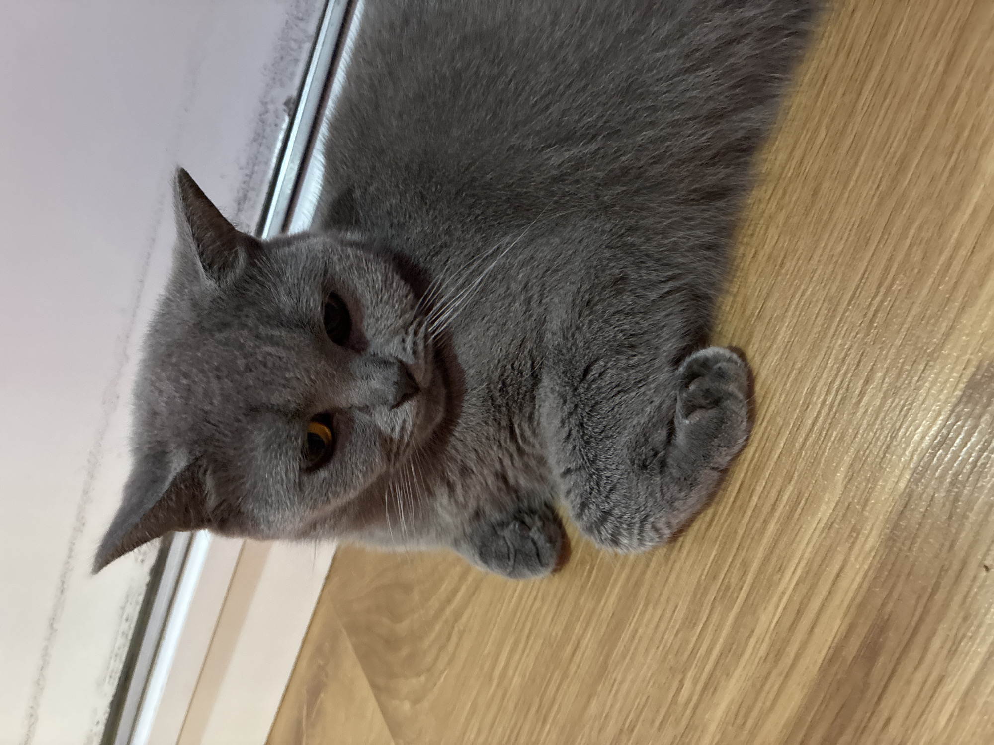 A domestic shorthair cat with gray fur and amber eyes is lying on a wooden floor next to a window. The cat is looking down with a slightly melancholic expression. The background shows a windowsill and a blurred view of the outdoors.