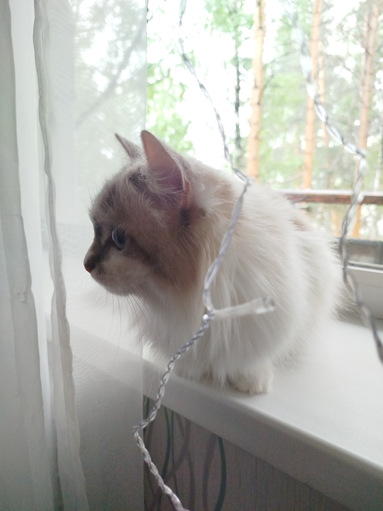 A fluffy, light-colored cat sits on a white windowsill, looking out a window. A sheer white curtain is visible to the left of the cat, and string lights are draped around the cat and windowsill. Outside the window, trees are visible. The location is Unknown, Unknown.